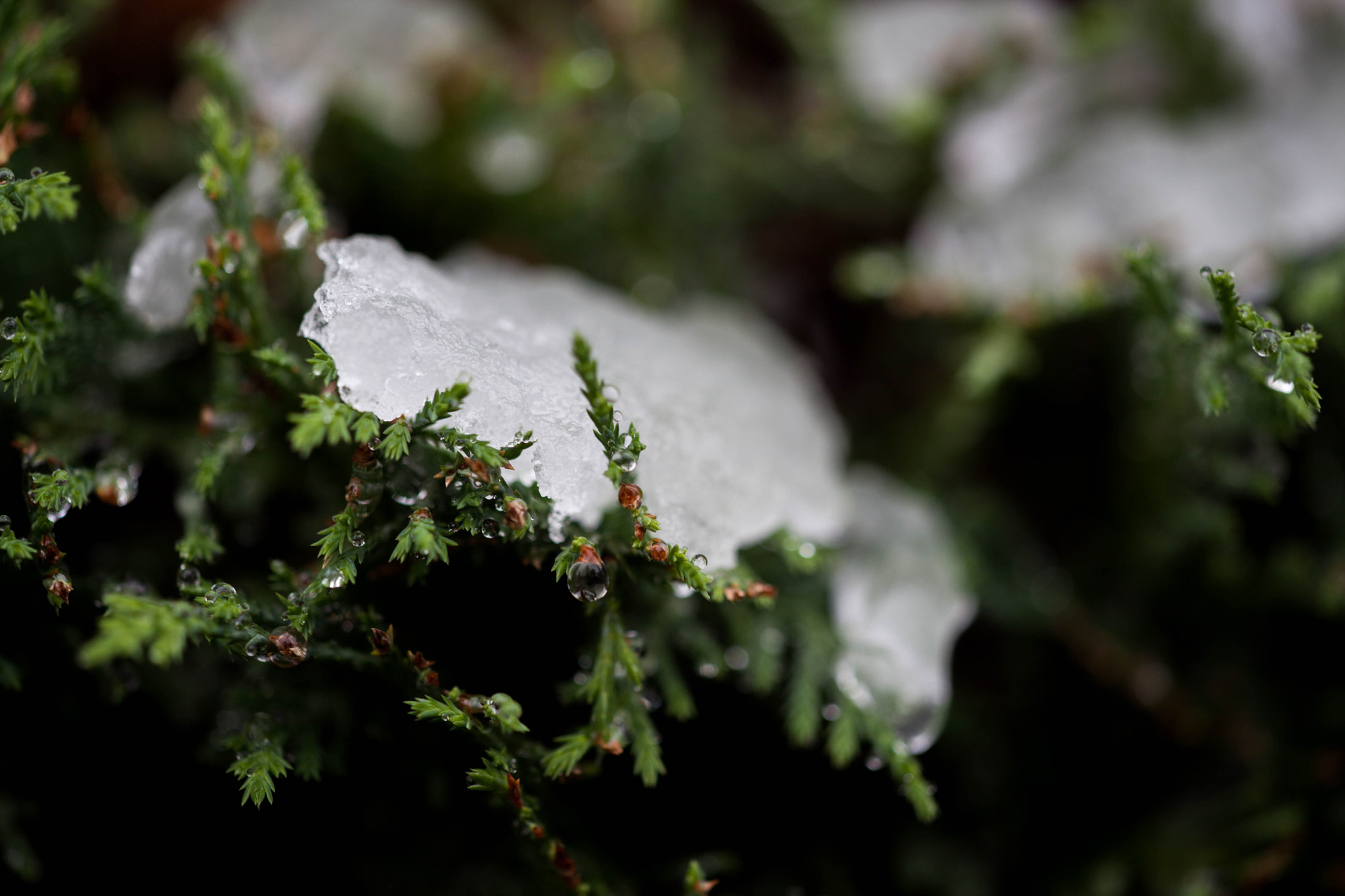 Sigma APO Macro 150mm f/2.8 EX DG HSM sample photo. Canon eos d markⅡ photography