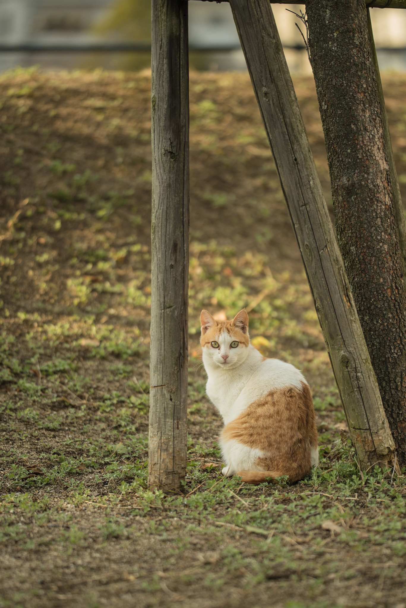 Sigma 150mm F2.8 EX DG OS Macro HSM sample photo. Cat photography