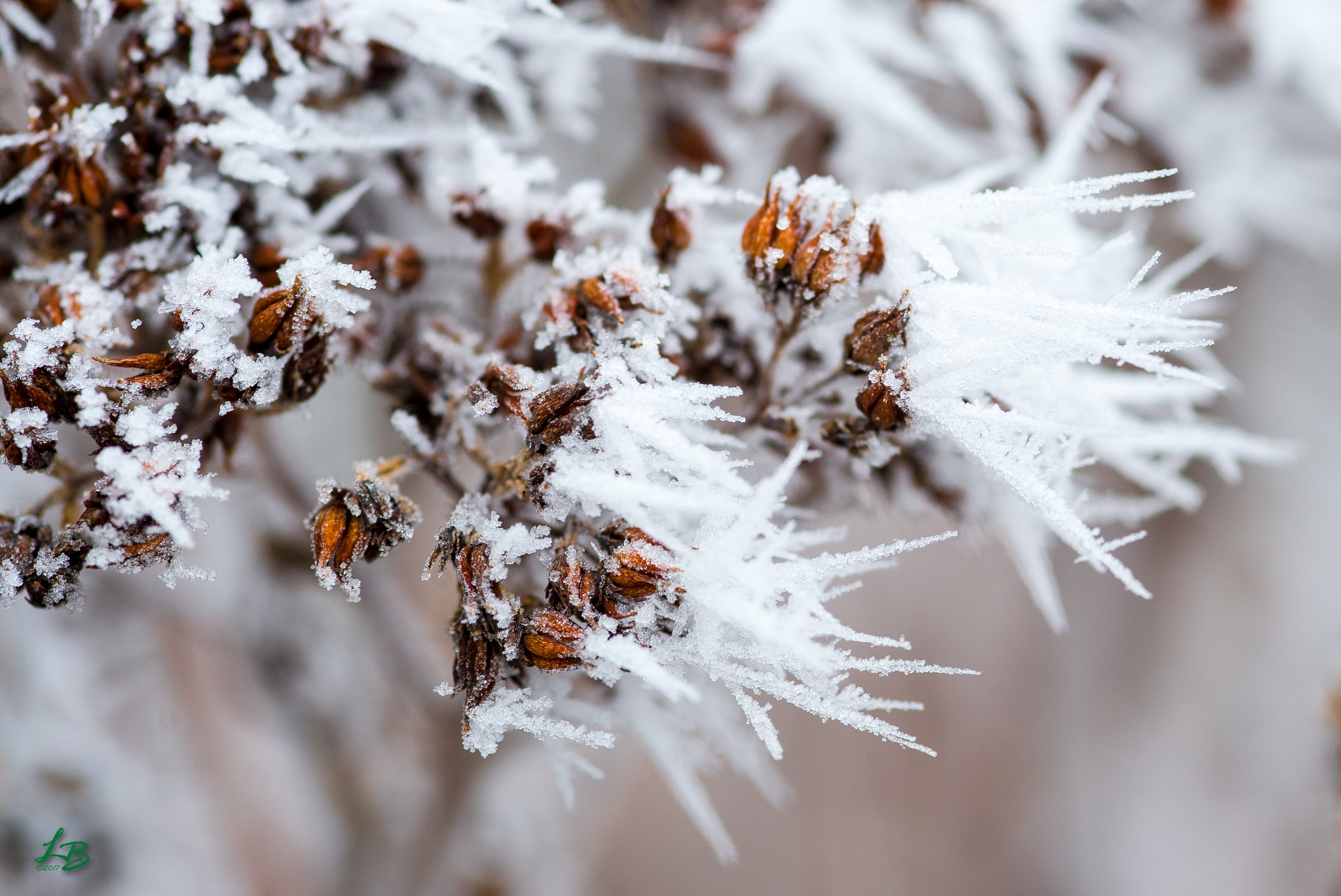 Nikon D600 + Sigma 105mm F2.8 EX DG Macro sample photo. Winter fairytale photography