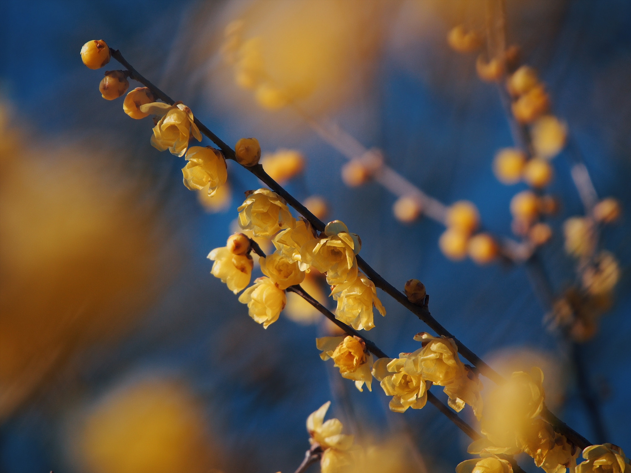 Olympus PEN E-PM2 sample photo. Brilliance of wintersweet photography