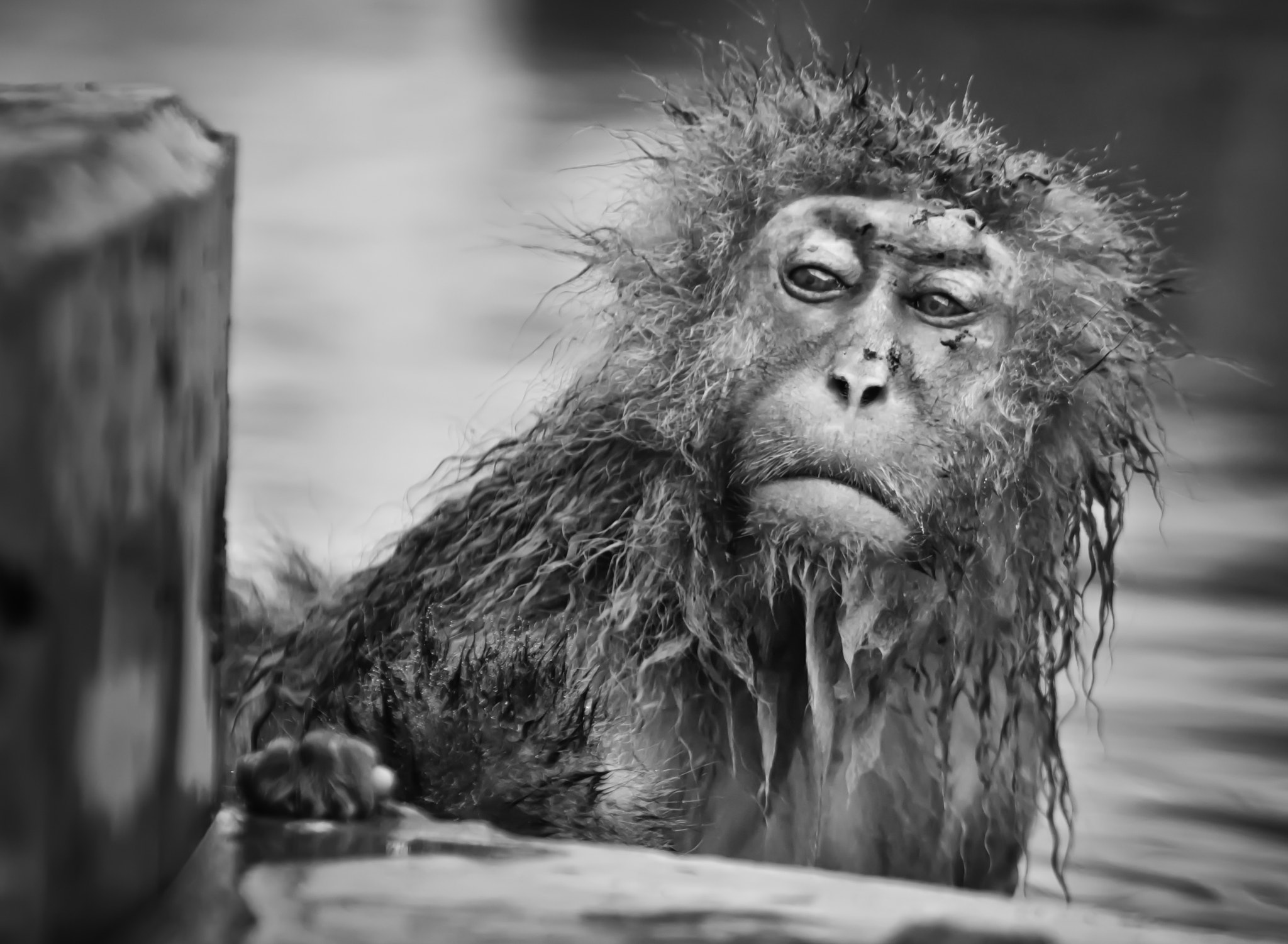 Sony a6000 + Sony FE 70-200mm F4 G OSS sample photo. The curious one photography