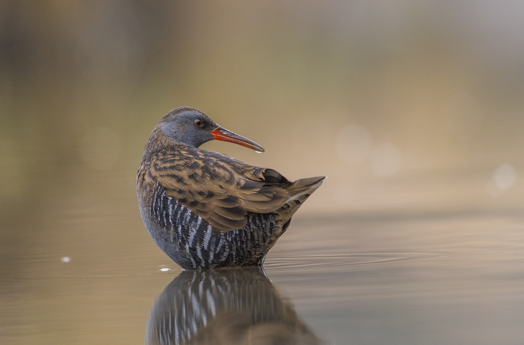 Nikon D500 + Nikon AF-S Nikkor 300mm F4D ED-IF sample photo. Water rail photography