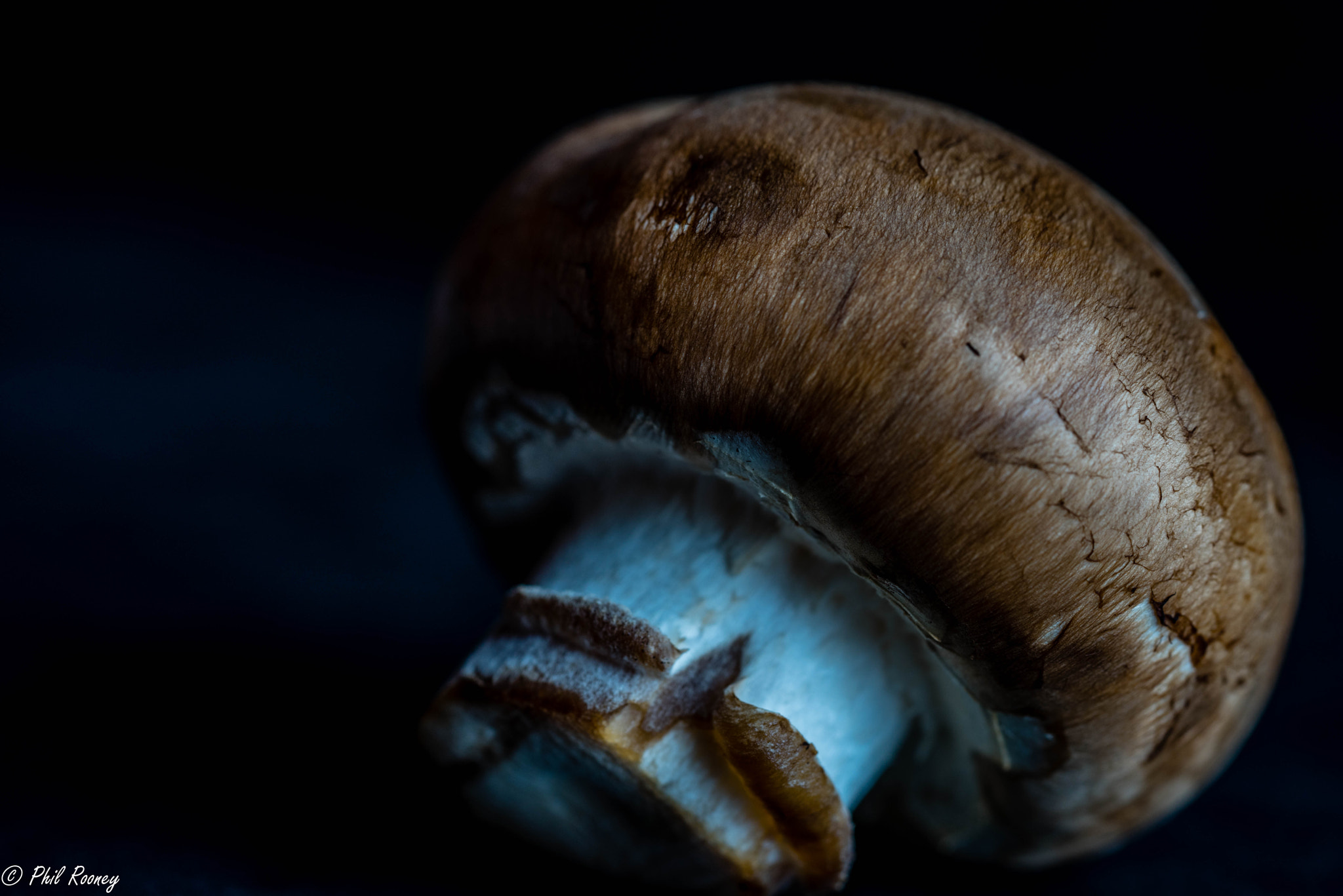 Sony a7R + Sony FE 90mm F2.8 Macro G OSS sample photo. Brown cap photography