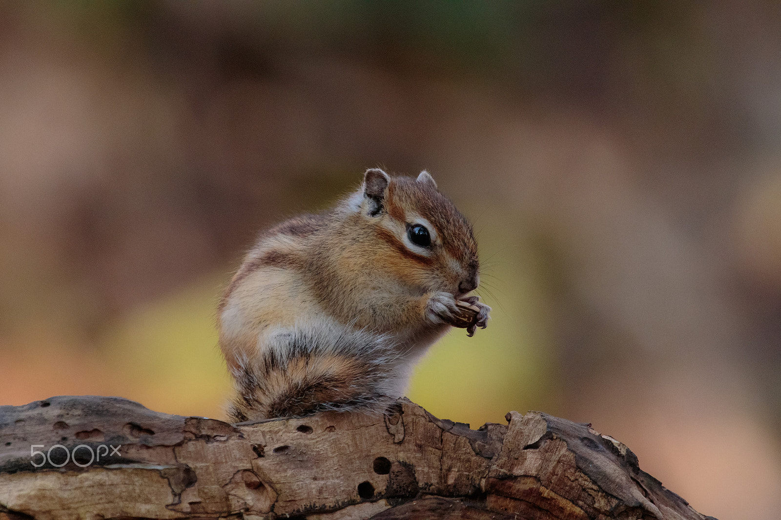 Canon EOS 7D Mark II + Canon EF 100-400mm F4.5-5.6L IS USM sample photo. Chipmunk photography