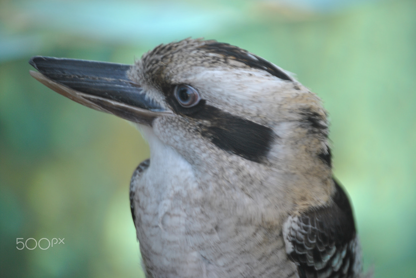 Nikon D3000 sample photo. Kookaburra photography