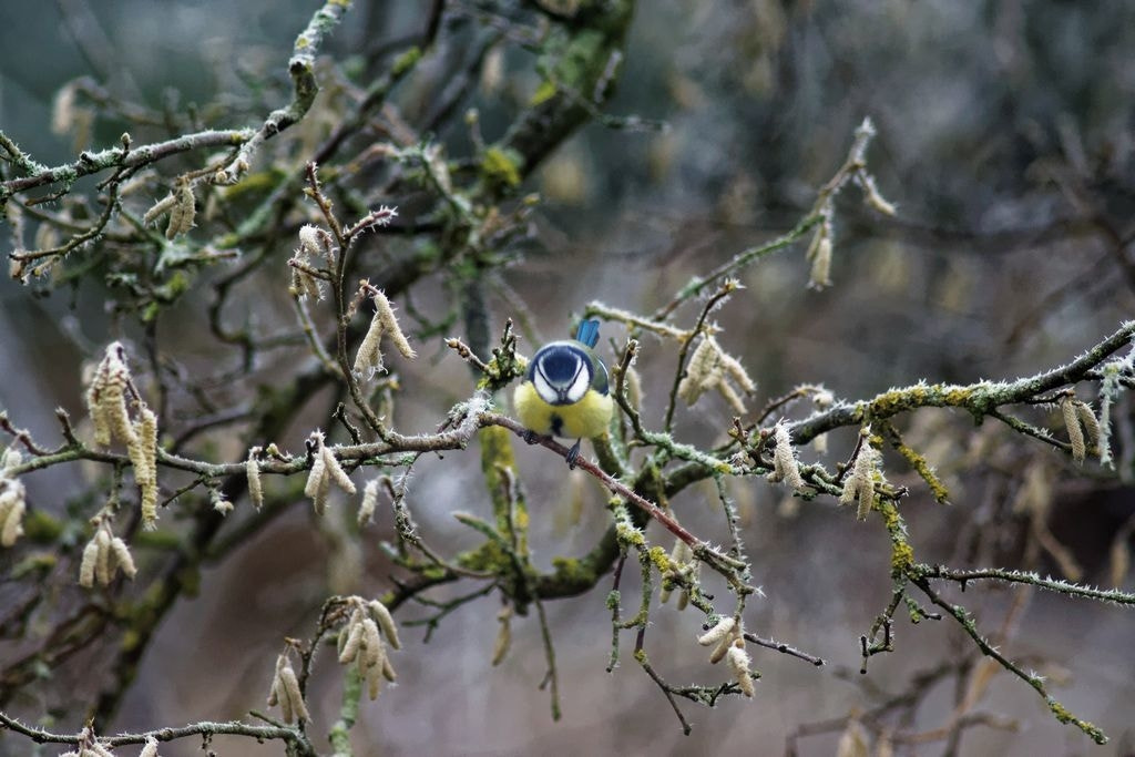 Minolta AF 300mm F4 HS-APO G sample photo. Here's looking at you kid! photography