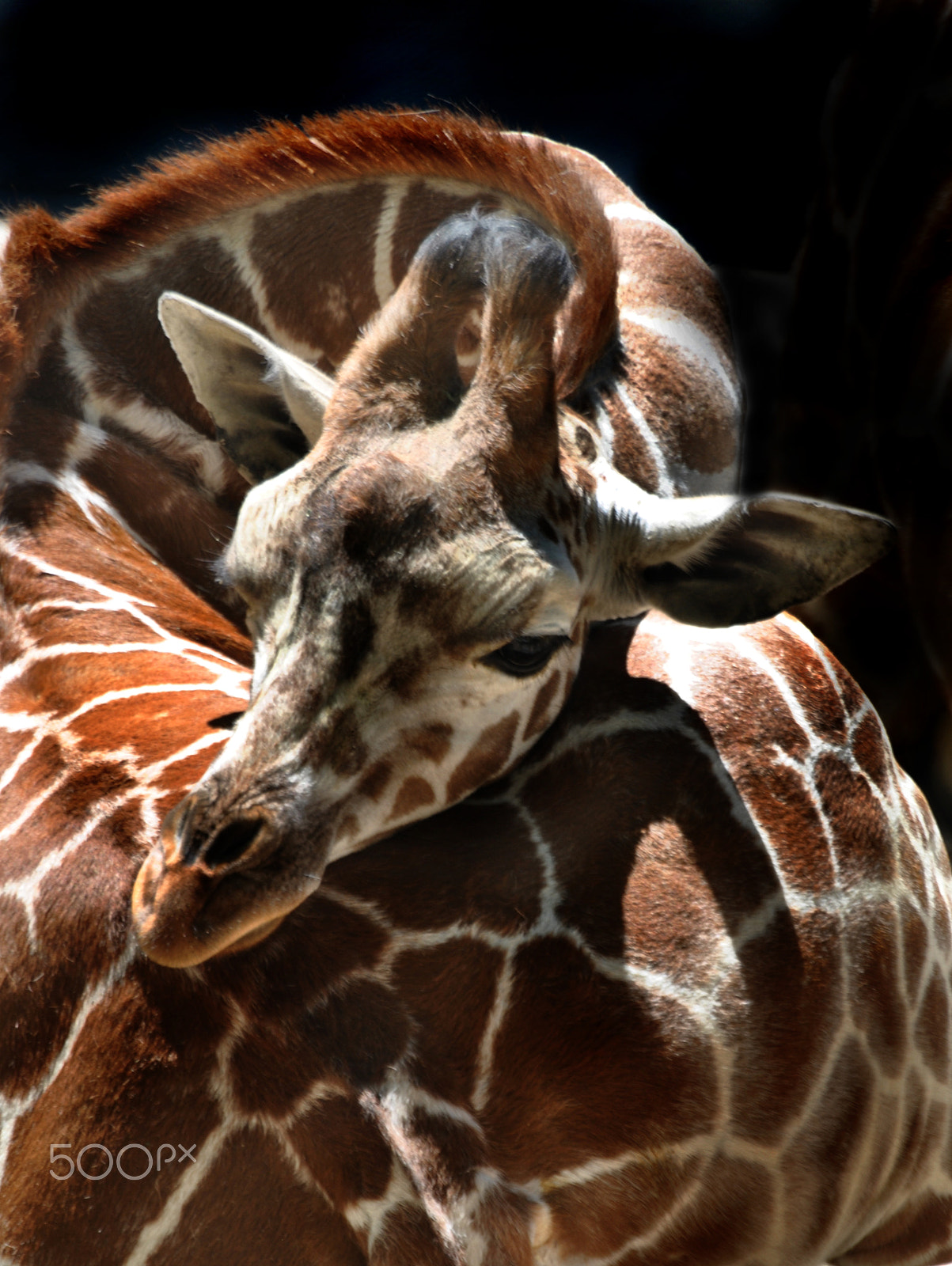 Nikon D3000 sample photo. Giraffe photography