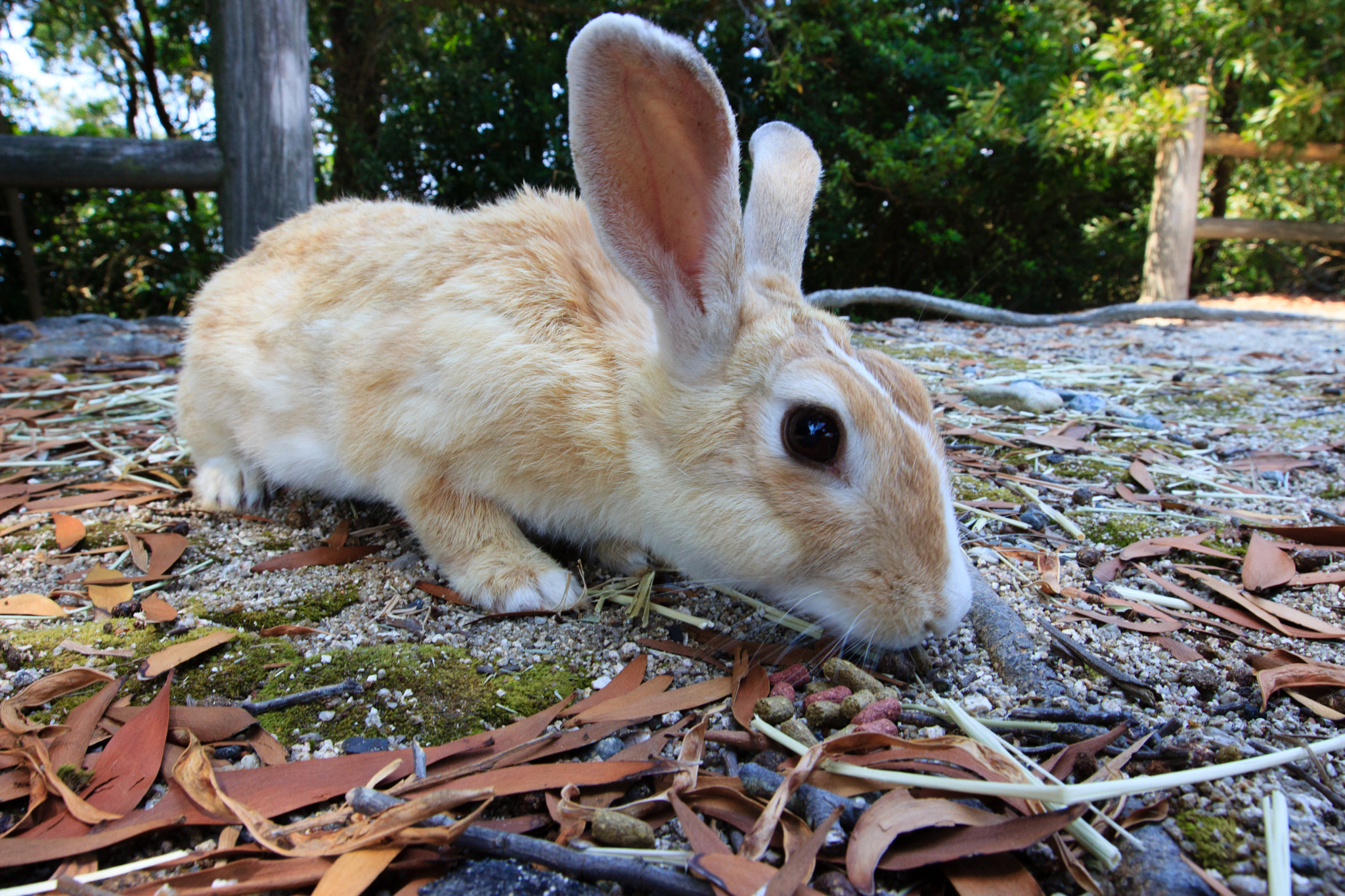 Canon EF 16-35mm F2.8L II USM sample photo. Lapin photography
