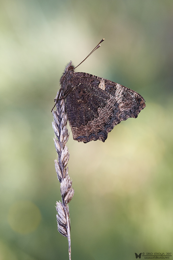 Canon EF 100mm F2.8L Macro IS USM sample photo. Aglais urticae (small tortoiseshell) photography