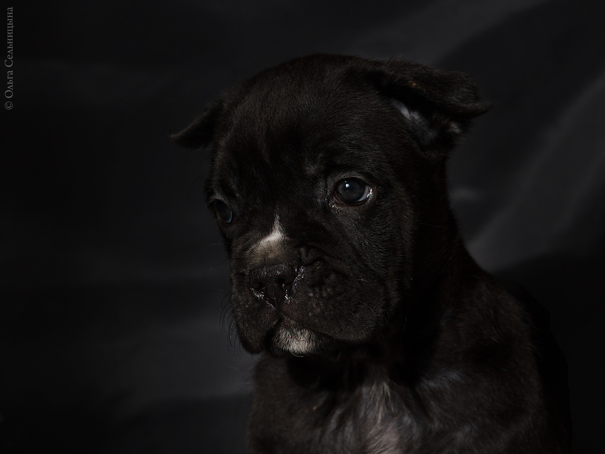 Sigma 70-300mm F4-5.6 APO DG Macro sample photo. Dog photography
