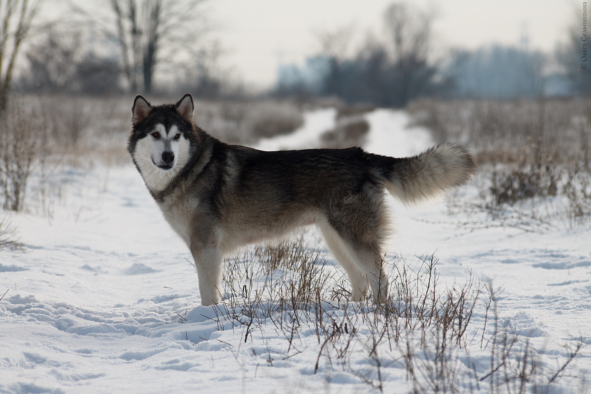 Sigma 70-300mm F4-5.6 APO DG Macro sample photo. Dog photography