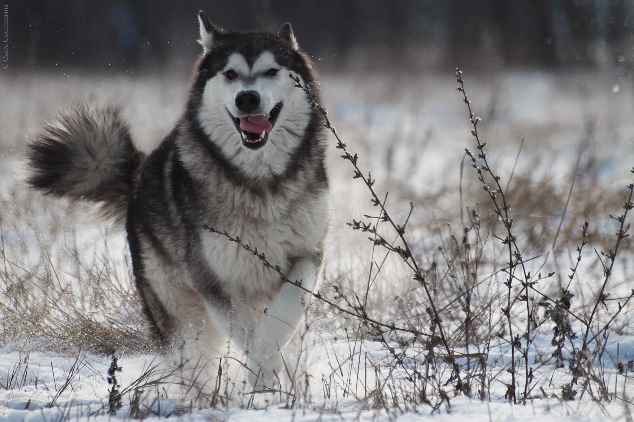 Sigma 70-300mm F4-5.6 APO DG Macro sample photo. Dog photography