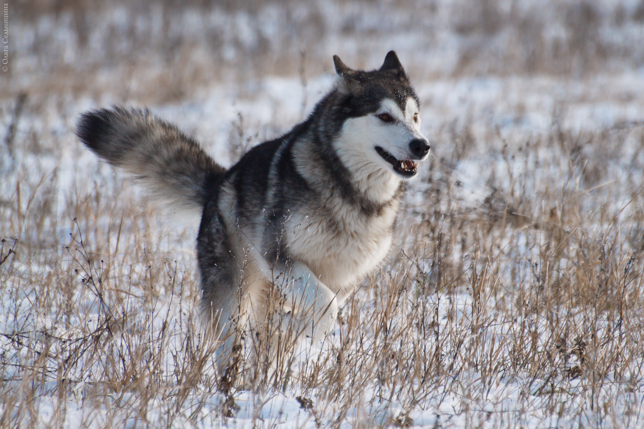 Sigma 70-300mm F4-5.6 APO DG Macro sample photo. Dog photography
