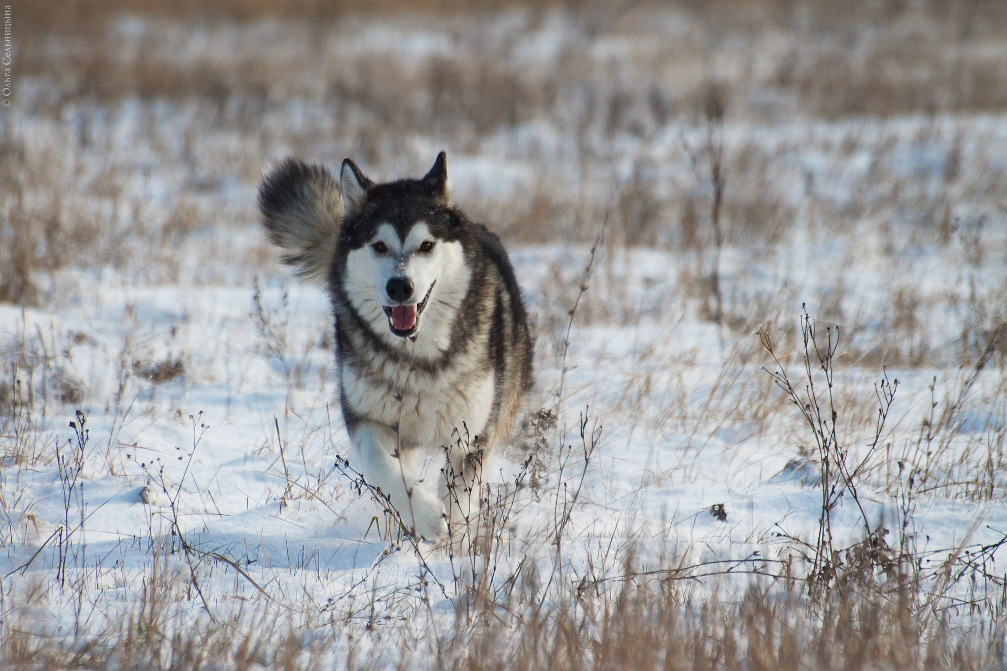 Sigma 70-300mm F4-5.6 APO DG Macro sample photo. Dog photography