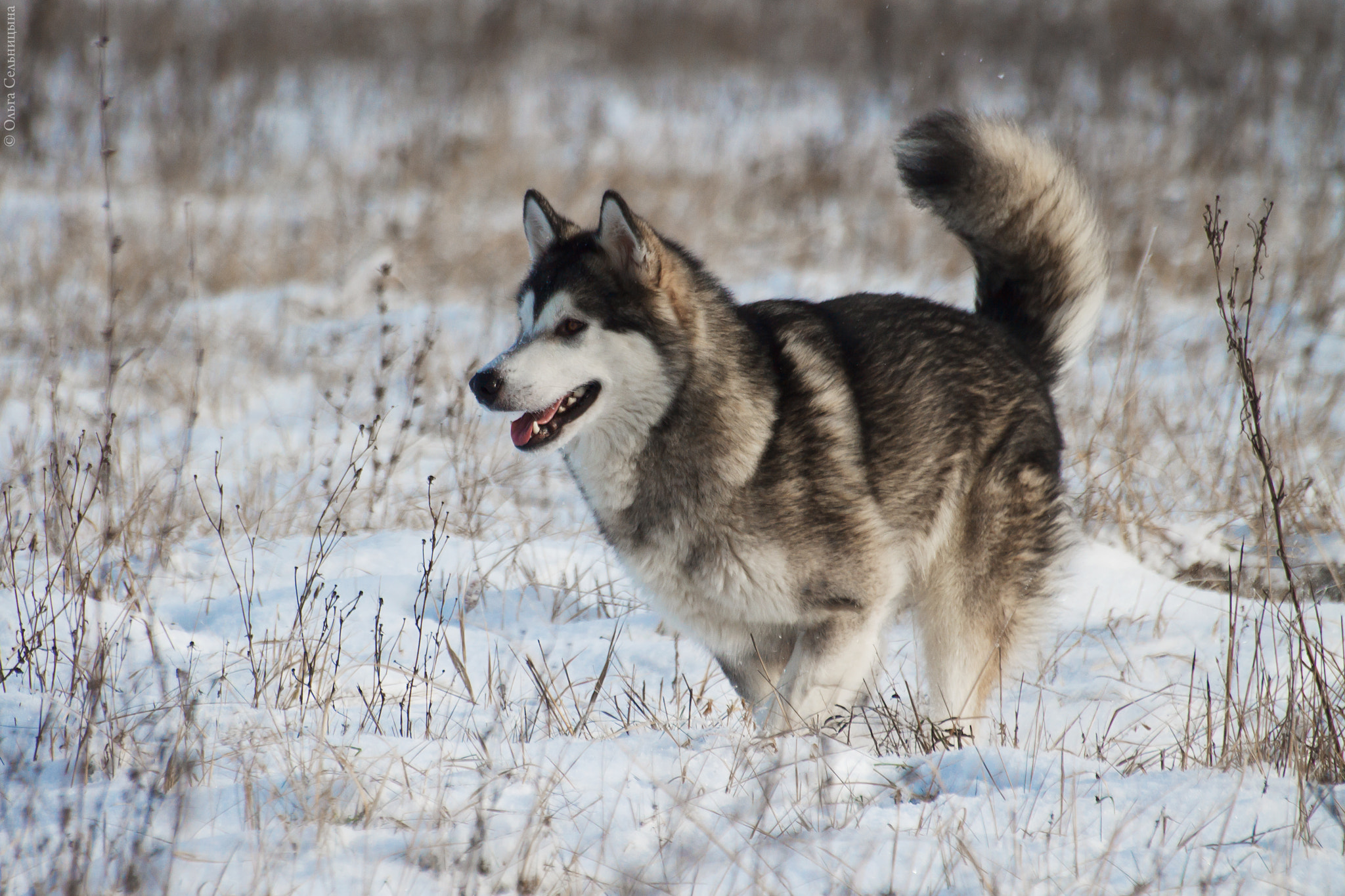 Sigma 70-300mm F4-5.6 APO DG Macro sample photo. Dog photography