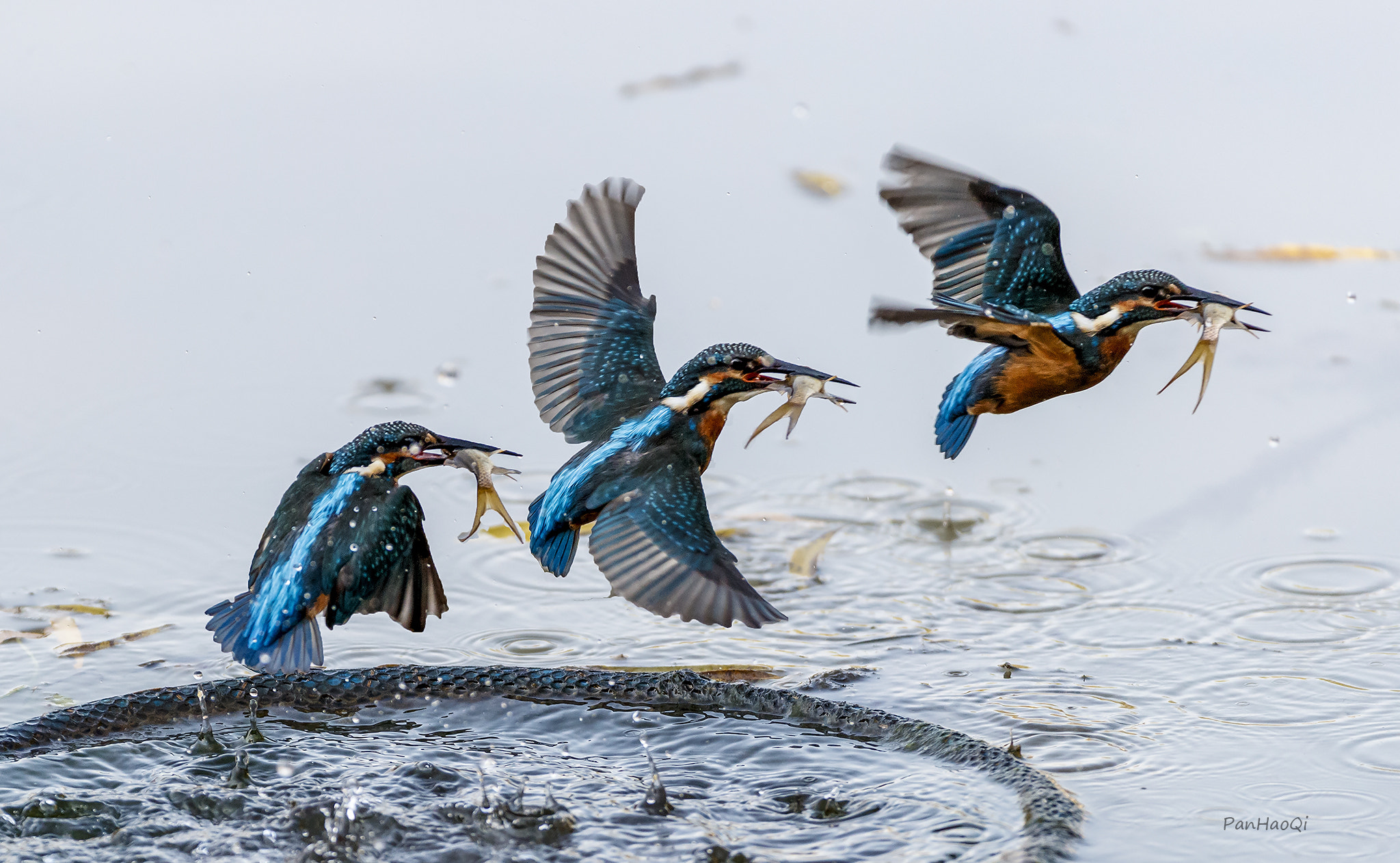 Canon EF 200-400mm F4L IS USM Extender 1.4x sample photo. Kingfisher photography