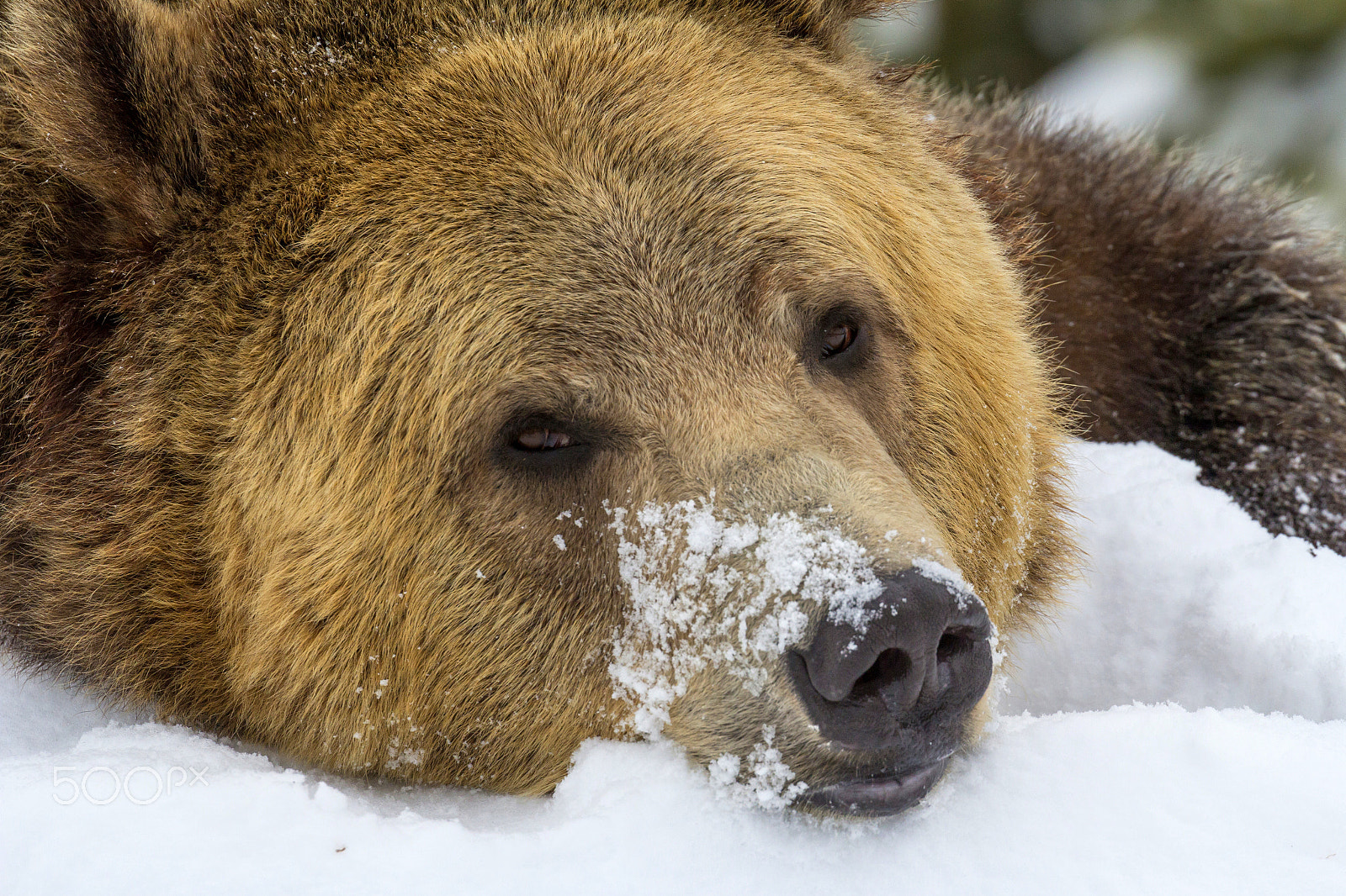 Canon EOS 60D + Canon EF 100-400mm F4.5-5.6L IS II USM sample photo. Grizzly bear enjoying snow photography