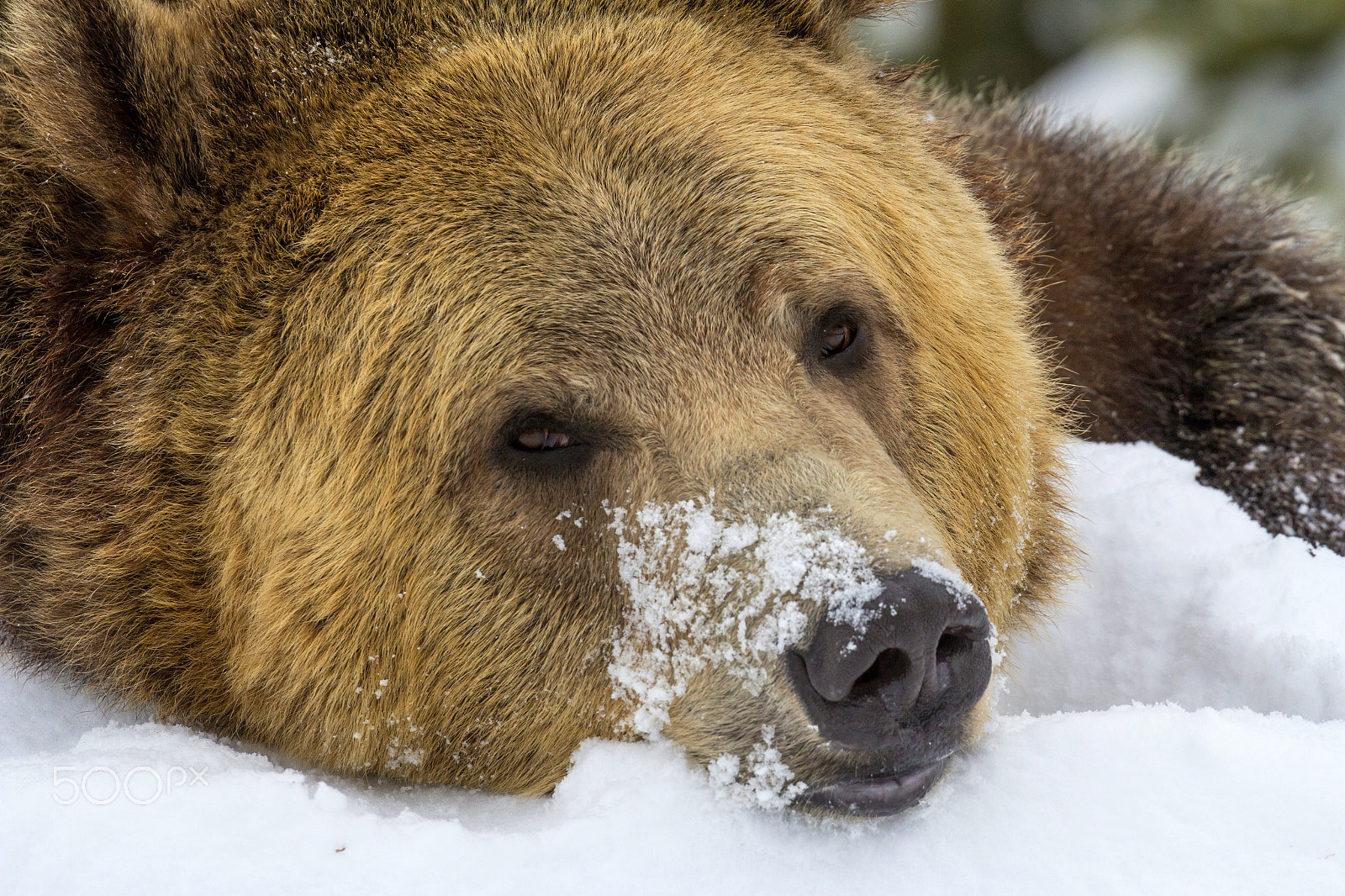 Canon EOS 60D sample photo. Grizzly bear enjoying snow photography