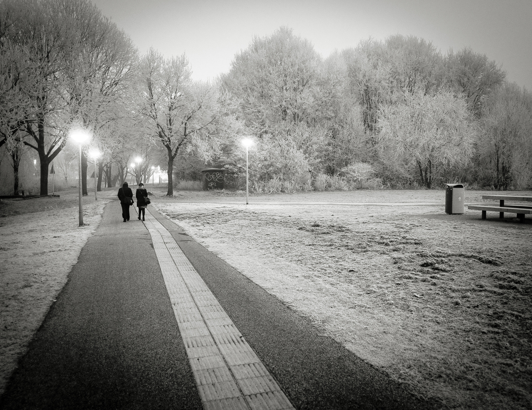 Fujifilm XF 18mm F2 R sample photo. Mist in the trees photography