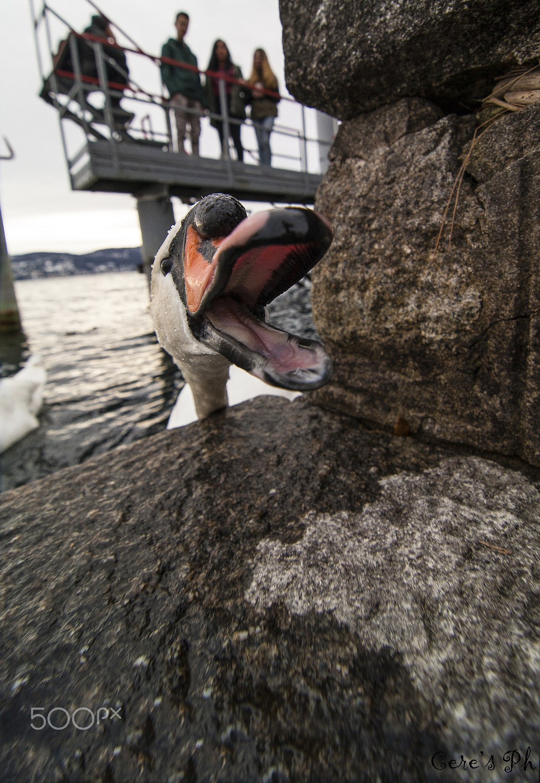Canon EOS-1D Mark III sample photo. Cigno photography