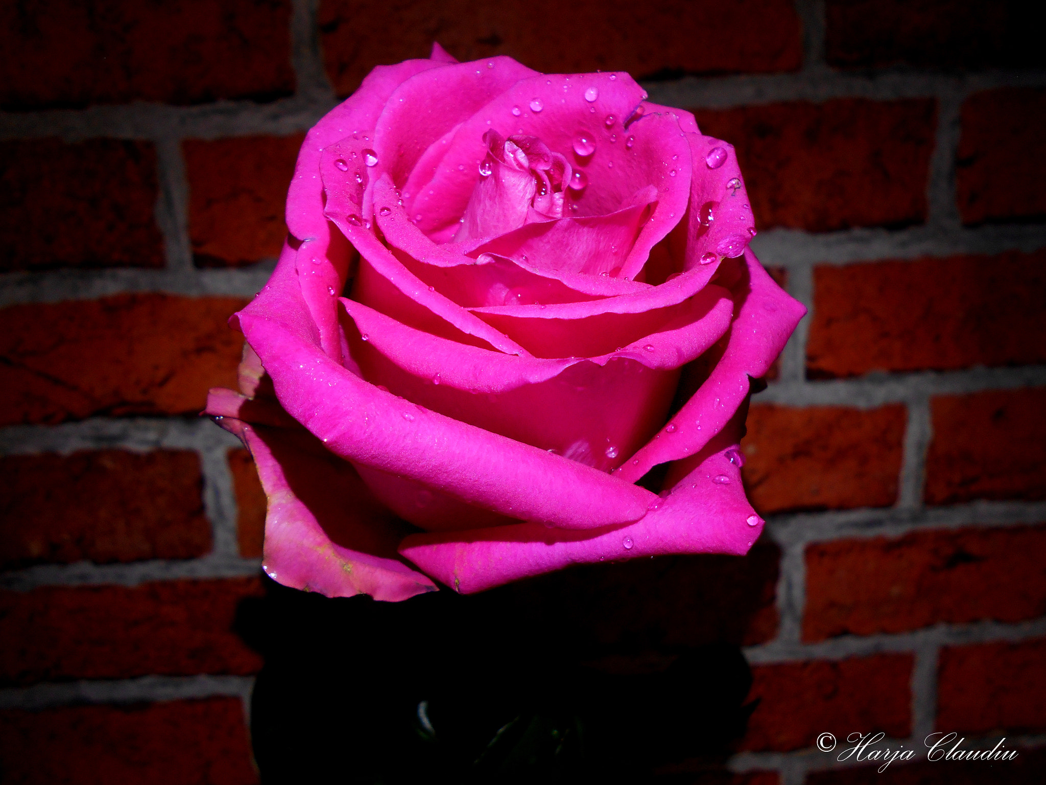 Nikon Coolpix L28 sample photo. P!nk rose photography