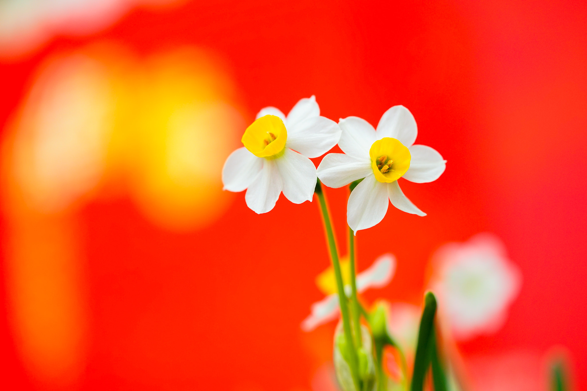 Sony a7 + Sony FE 90mm F2.8 Macro G OSS sample photo. Nacissus photography