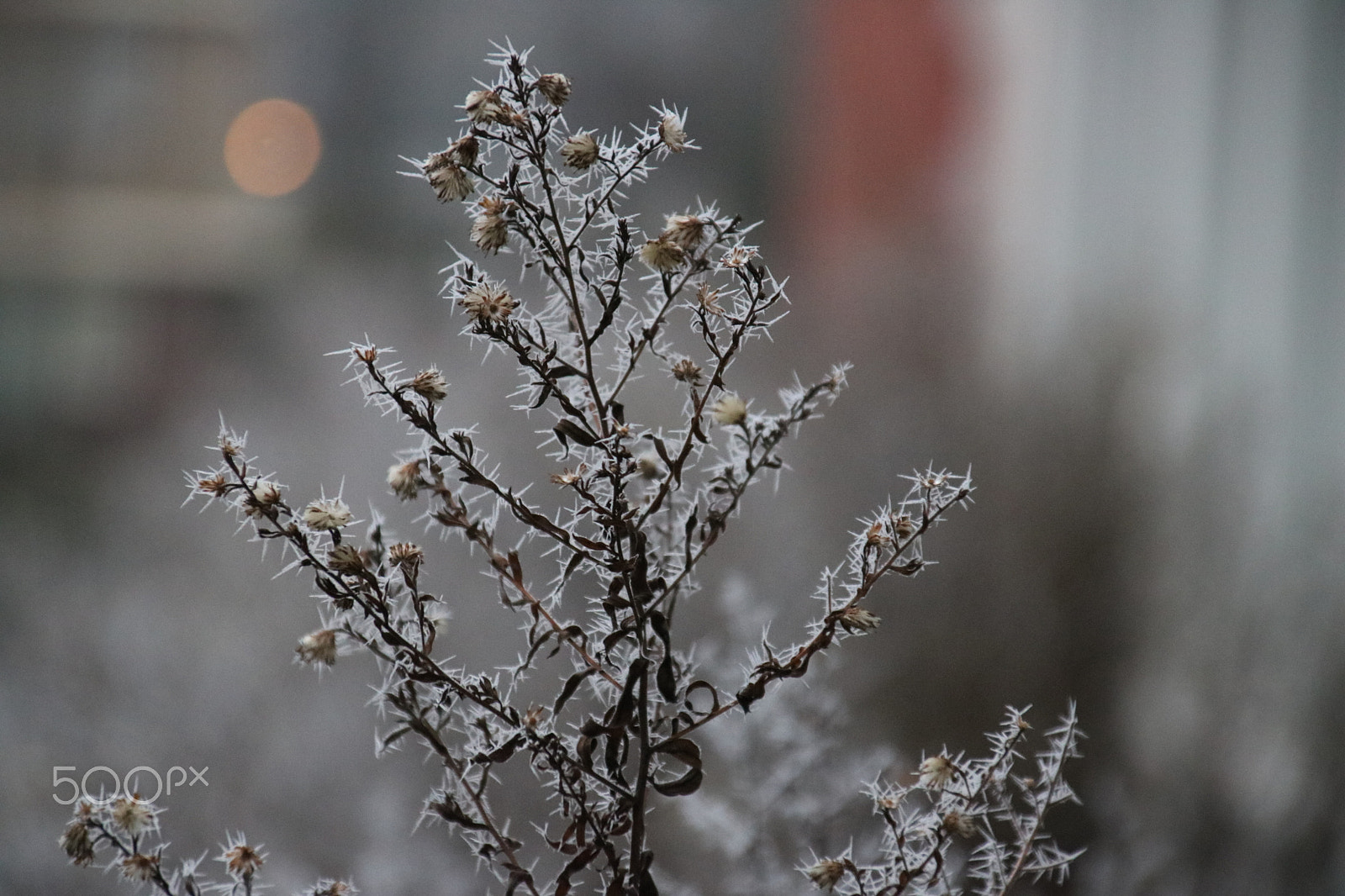 Canon EOS 750D (EOS Rebel T6i / EOS Kiss X8i) + Canon TS-E 90mm F2.8 Tilt-Shift sample photo. Ice spikes photography