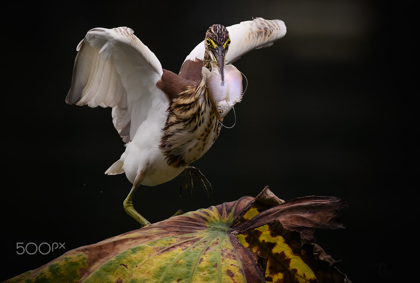 Nikon D800E + Nikon AF-S Nikkor 600mm F4D ED-IF II sample photo. Dsc photography