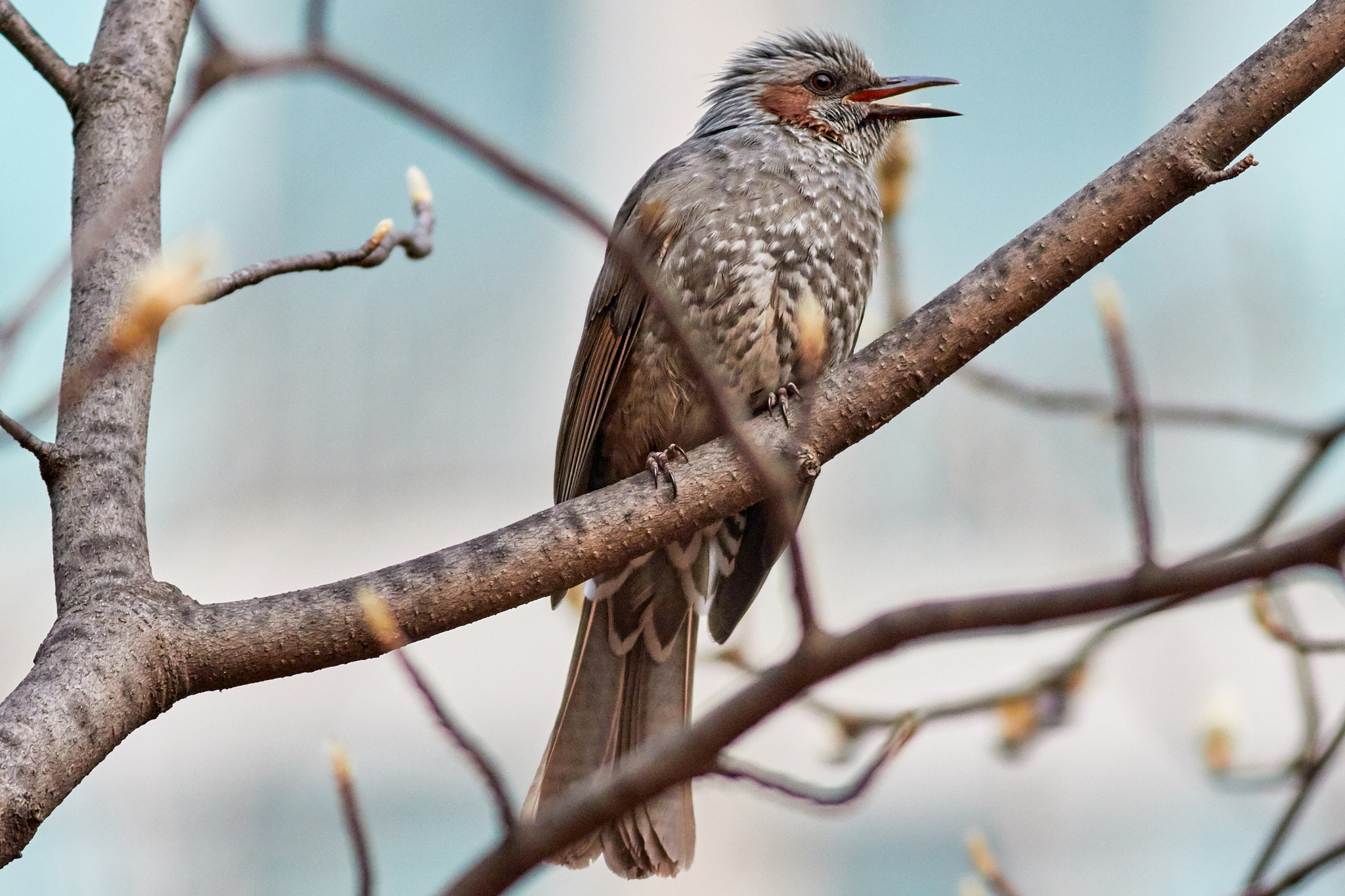 Canon EOS 7D Mark II + Canon EF 400mm F5.6L USM sample photo. Brown-eared bulbul photography