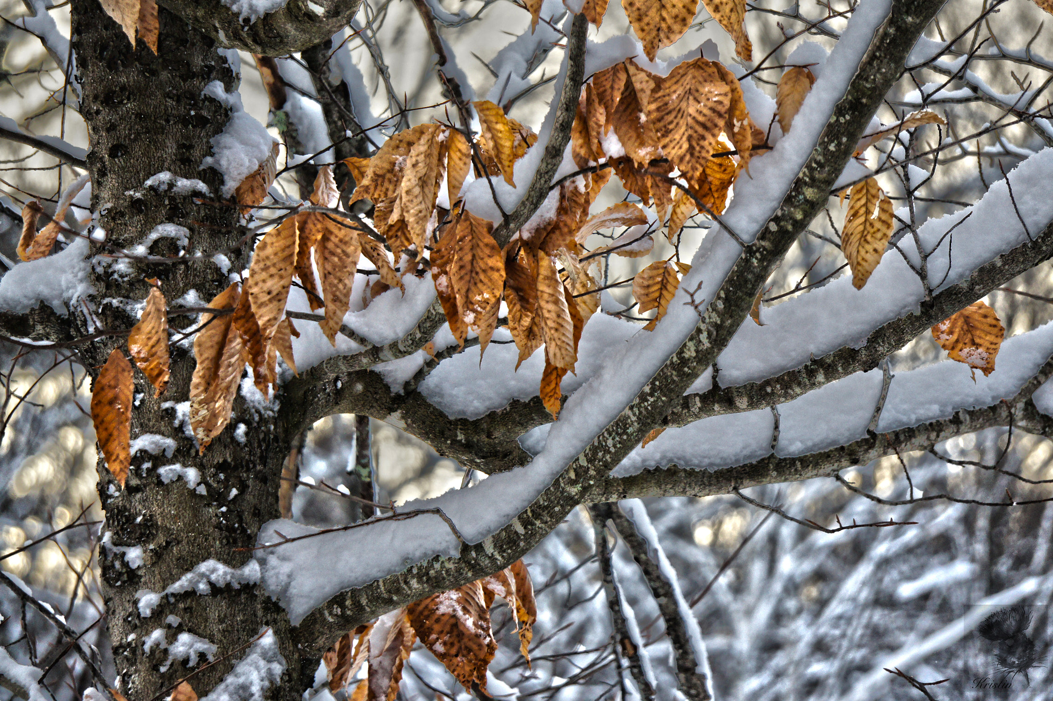 Sony Alpha NEX-3 sample photo. Snow clad photography