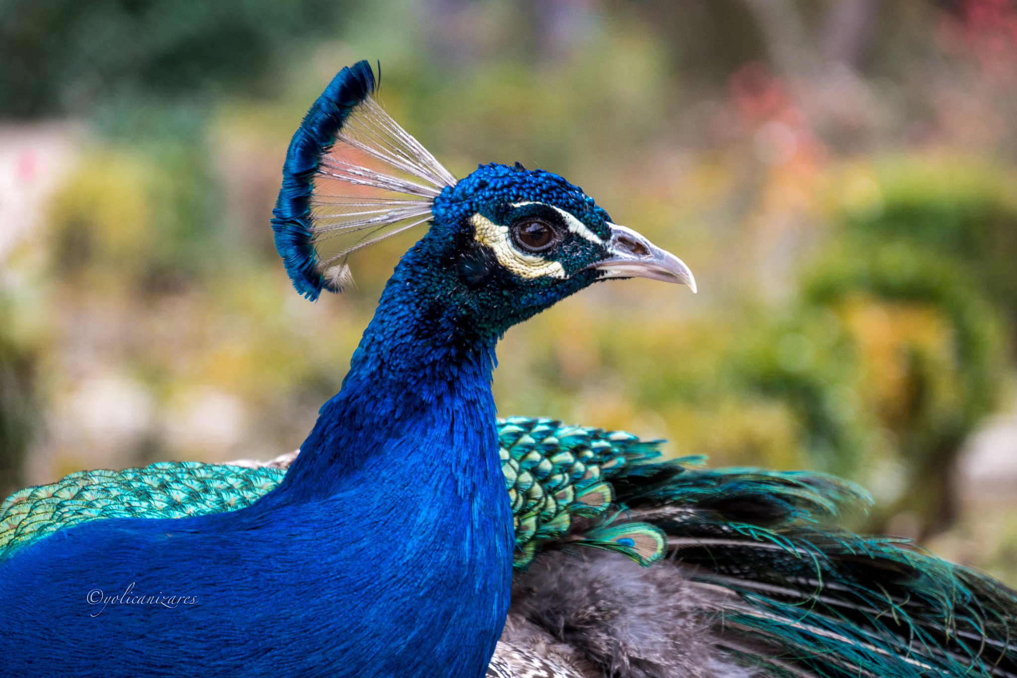 Panasonic Lumix DMC-GH4 sample photo. Bello photography
