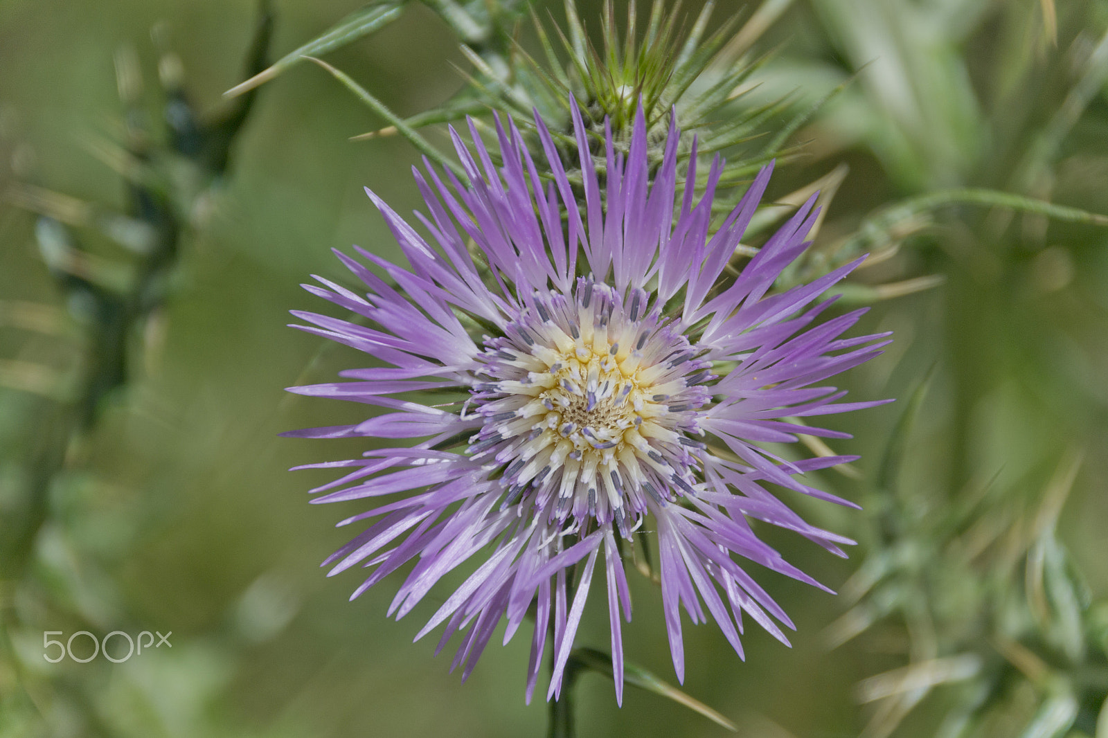 Sigma 18-250mm F3.5-6.3 DC Macro OS HSM sample photo. Fiori photography