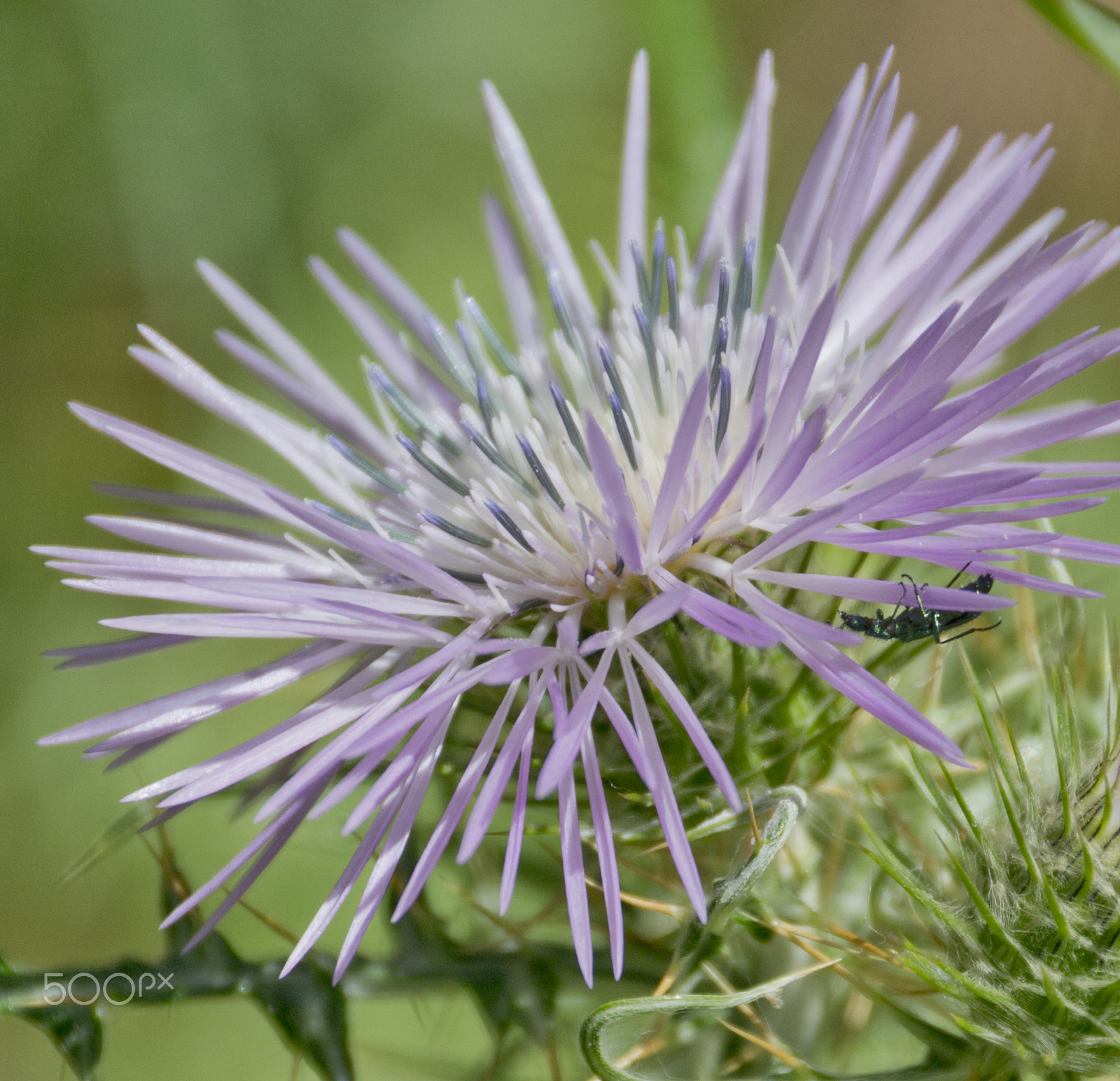 Sigma 18-250mm F3.5-6.3 DC Macro OS HSM sample photo. Fiori photography