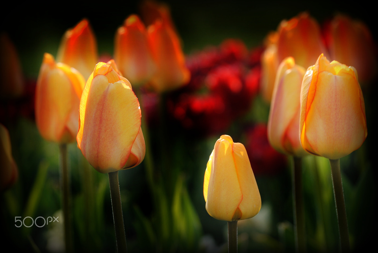 Nikon D3000 sample photo. Tulips photography