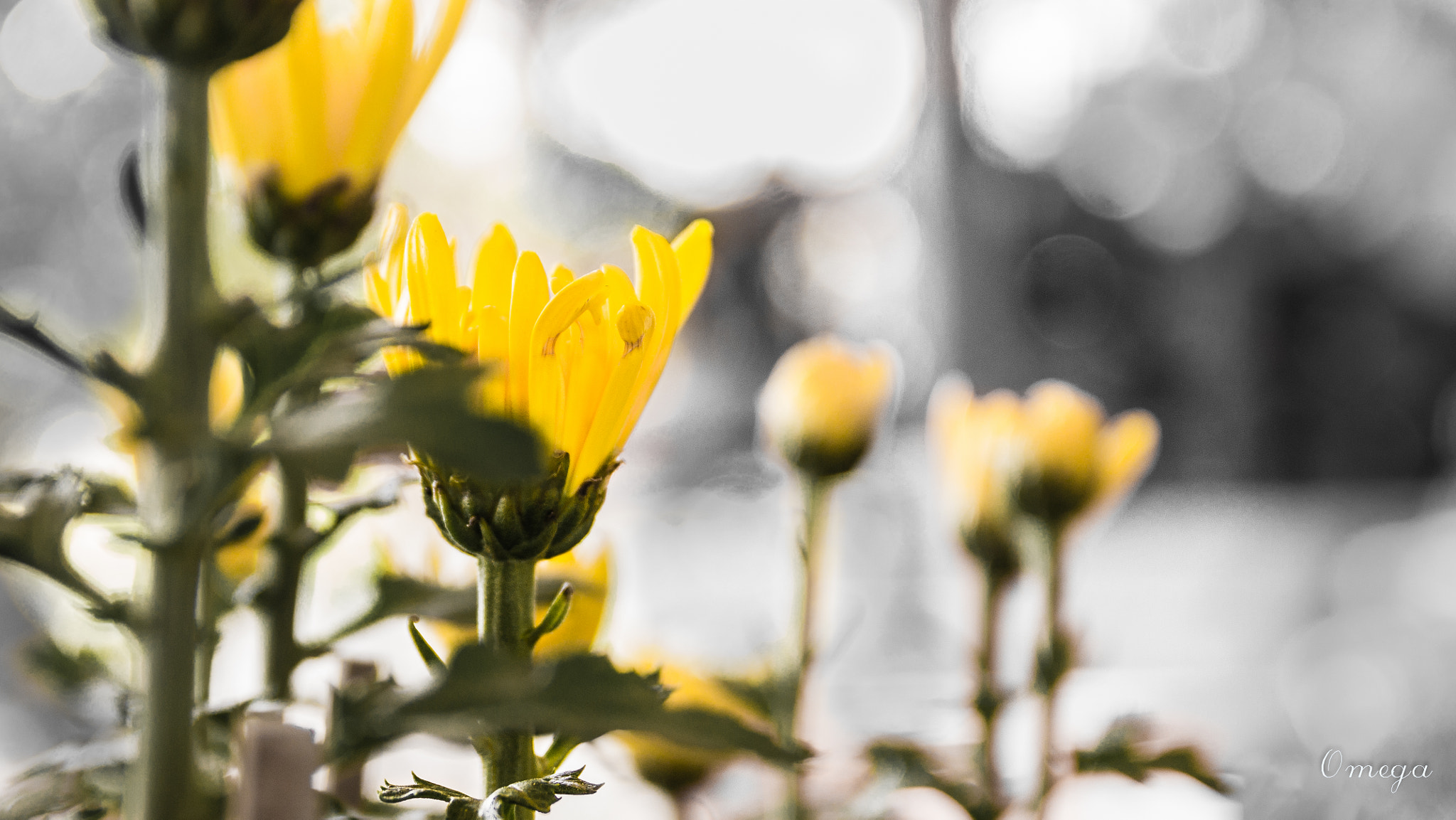 17-50mm F2.8 sample photo. Tet in homeland photography