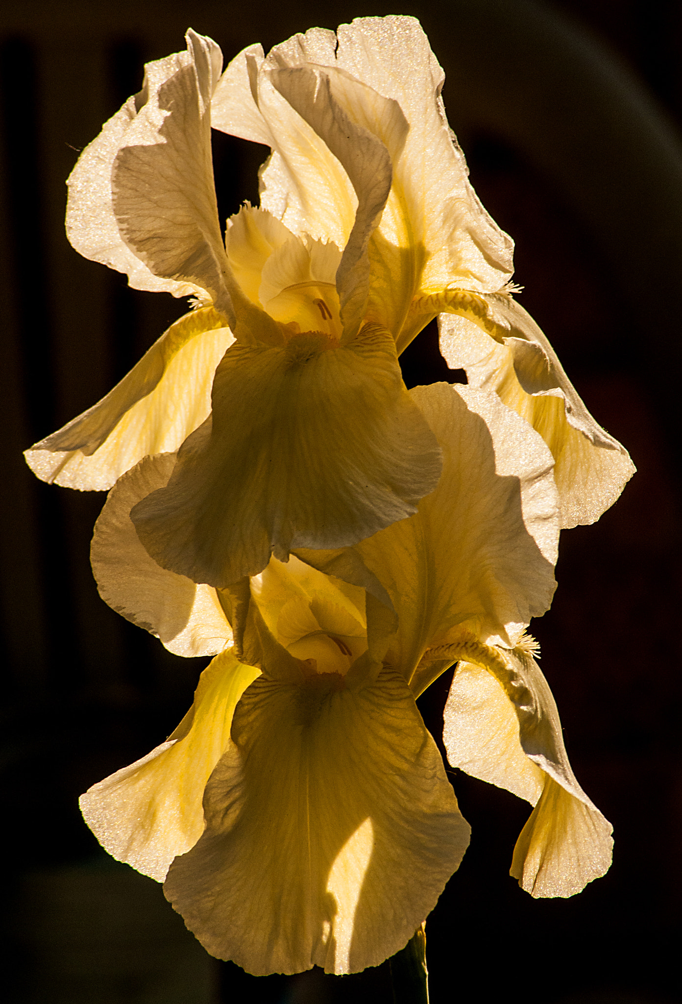 Nikon D300 sample photo. Iris photography