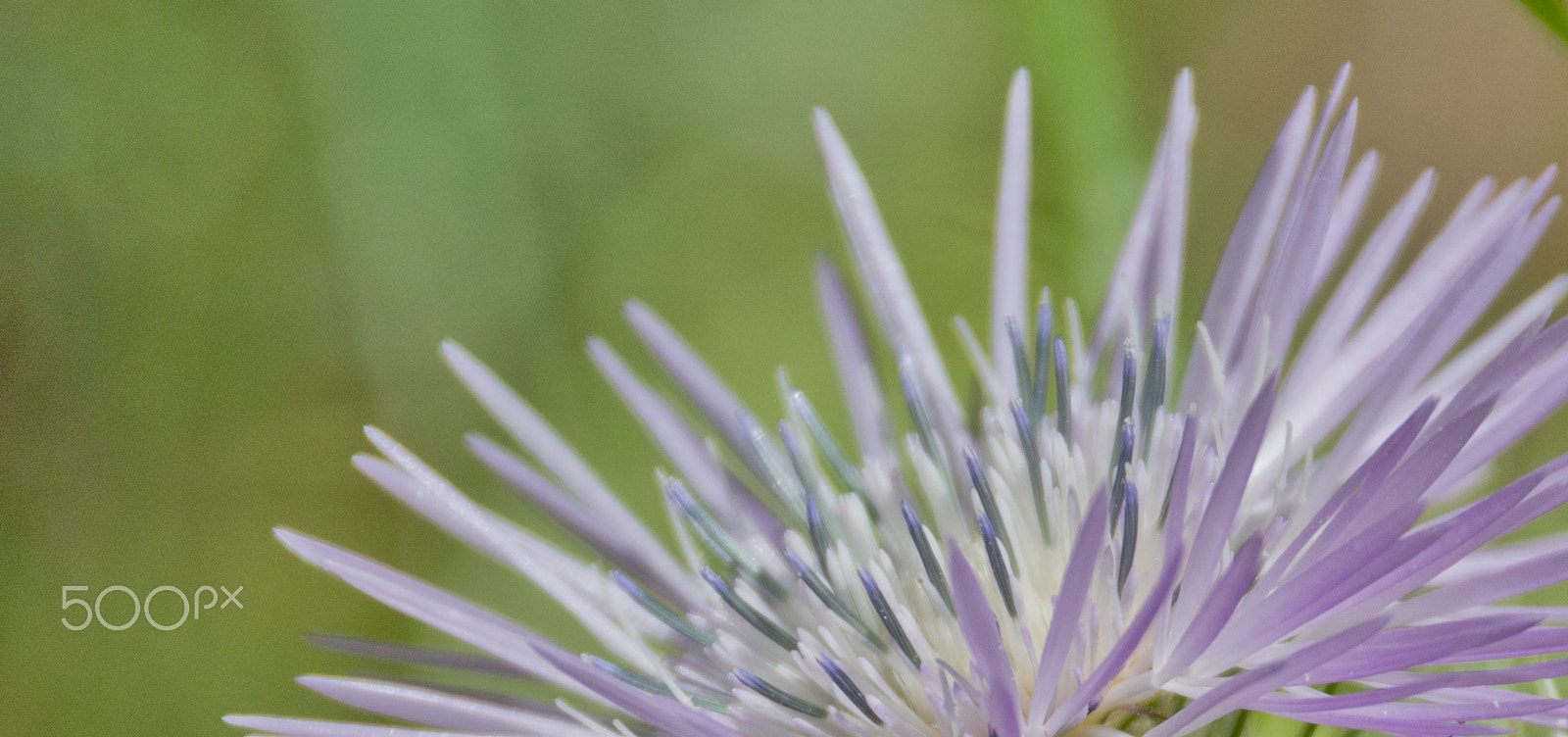 Sigma 18-250mm F3.5-6.3 DC Macro OS HSM sample photo. Fiori photography