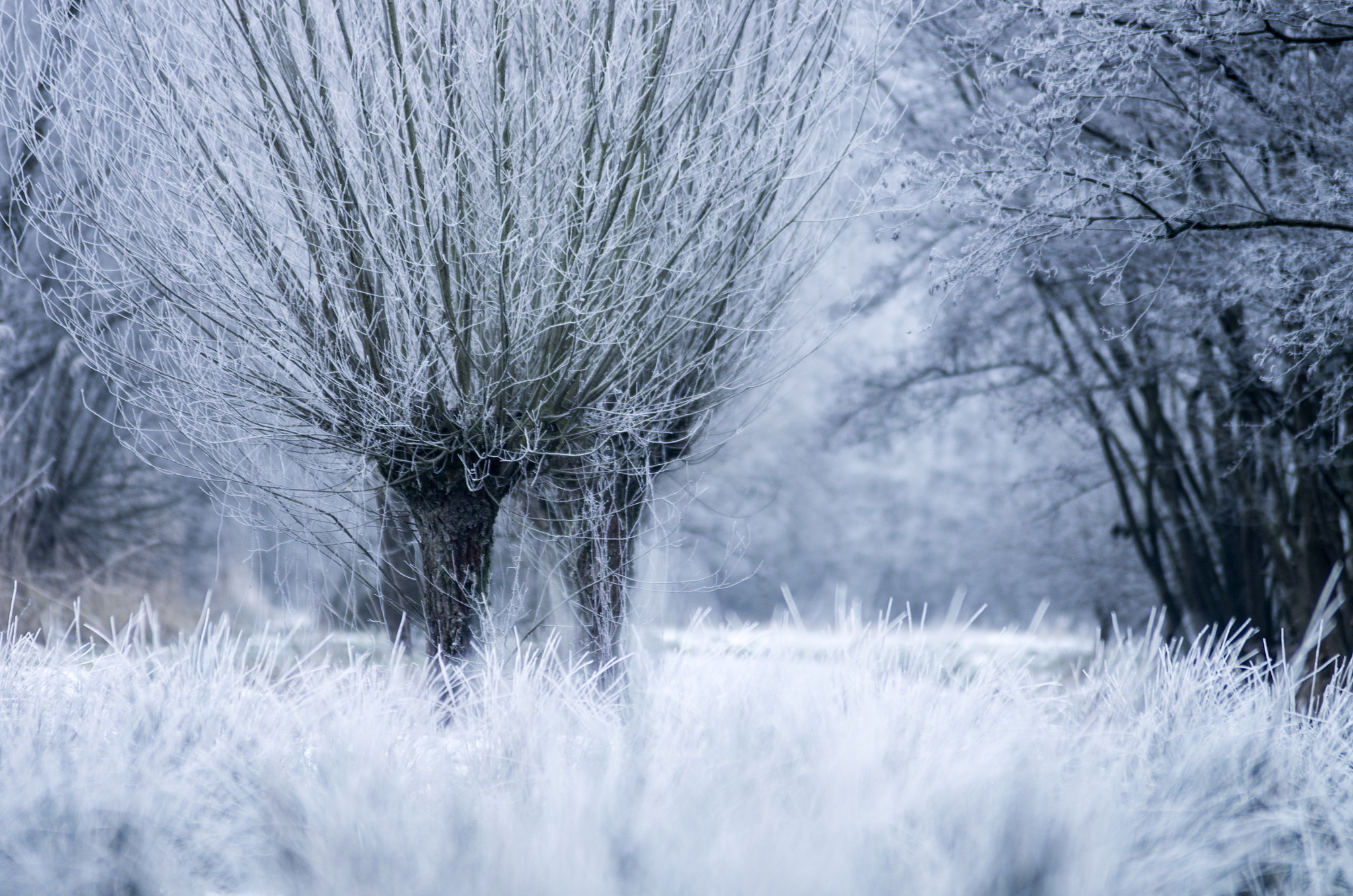 Pentax K-5 sample photo. Willows photography