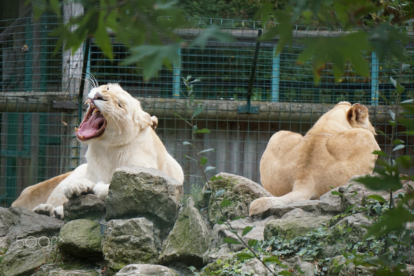 Sony E 55-210mm F4.5-6.3 OSS sample photo. Lioness photography