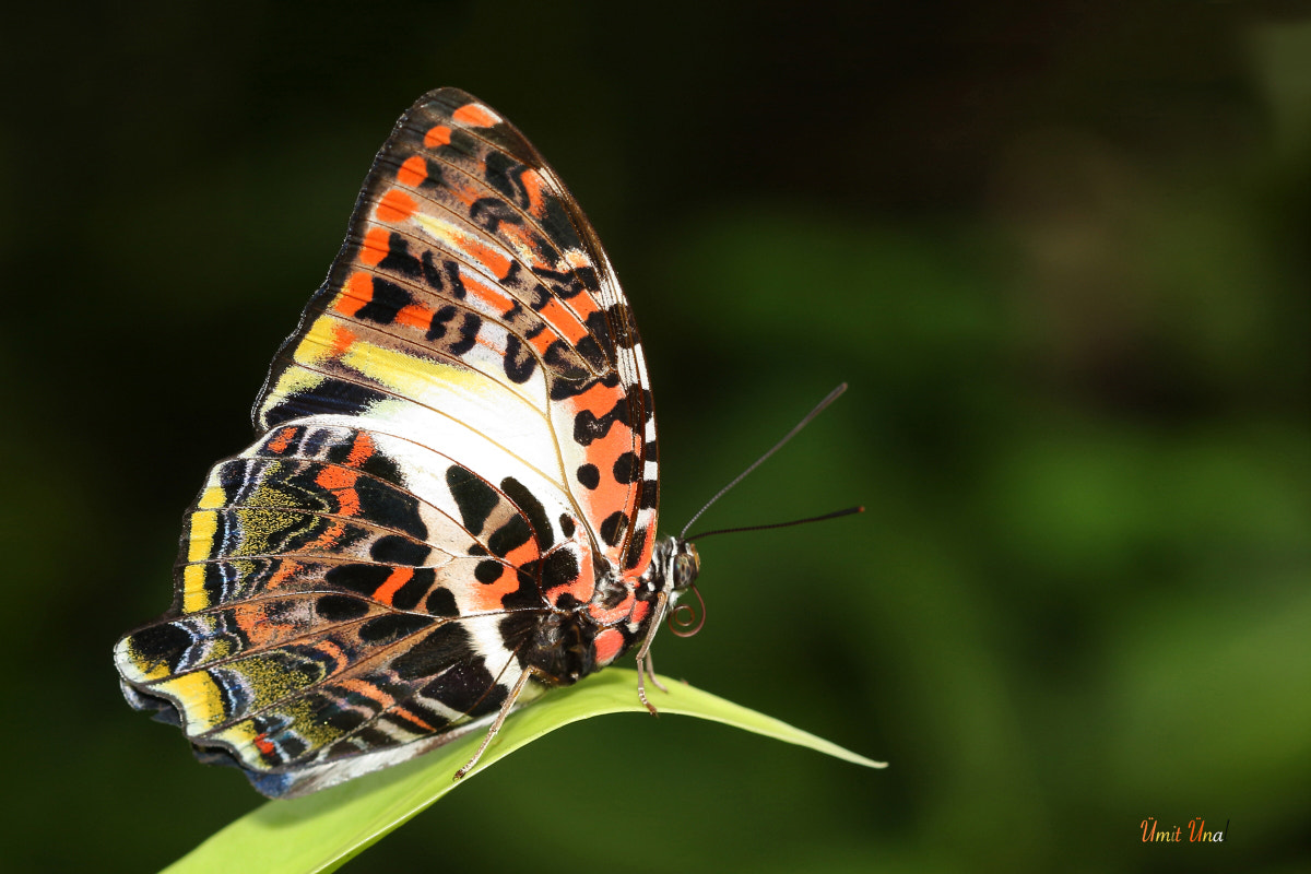 Canon EOS 40D sample photo. The glorious begum photography