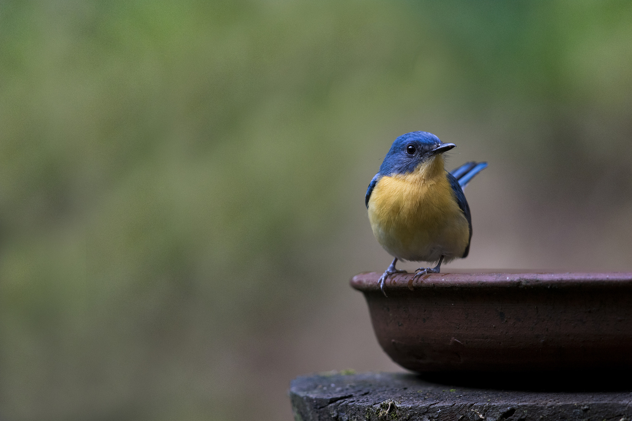 Canon EOS 7D Mark II sample photo. Tickell's blue flycatcher photography