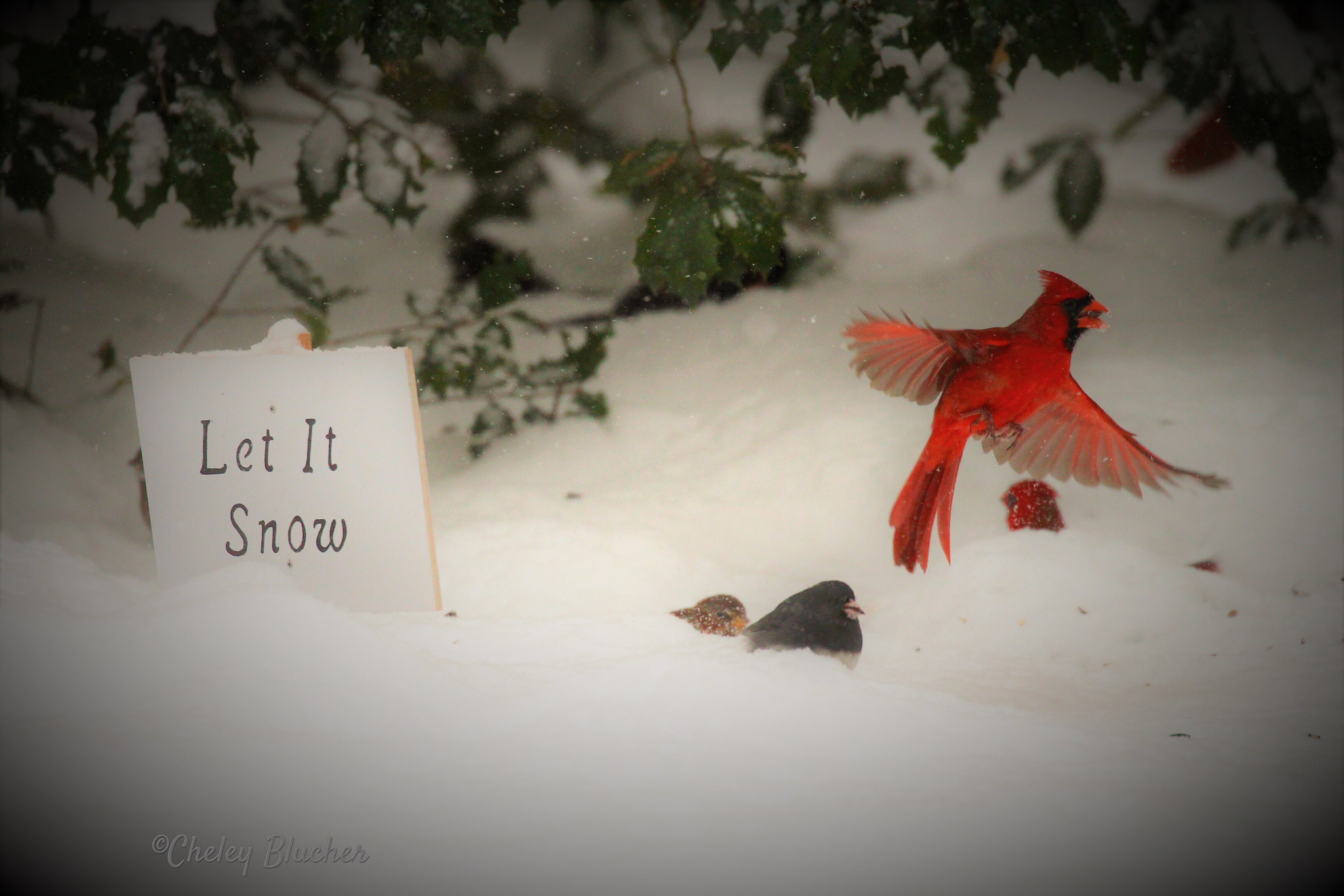 Canon EOS 650D (EOS Rebel T4i / EOS Kiss X6i) sample photo. Winter wish! photography