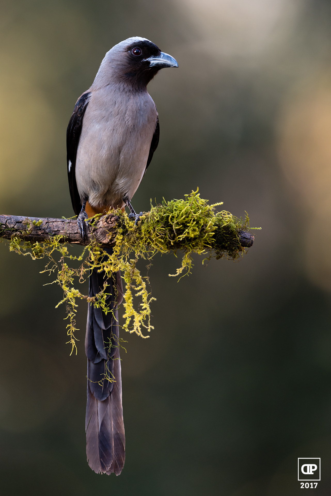 Nikon D750 + Nikon AF-S Nikkor 500mm F4G ED VR sample photo. Grey treepie photography
