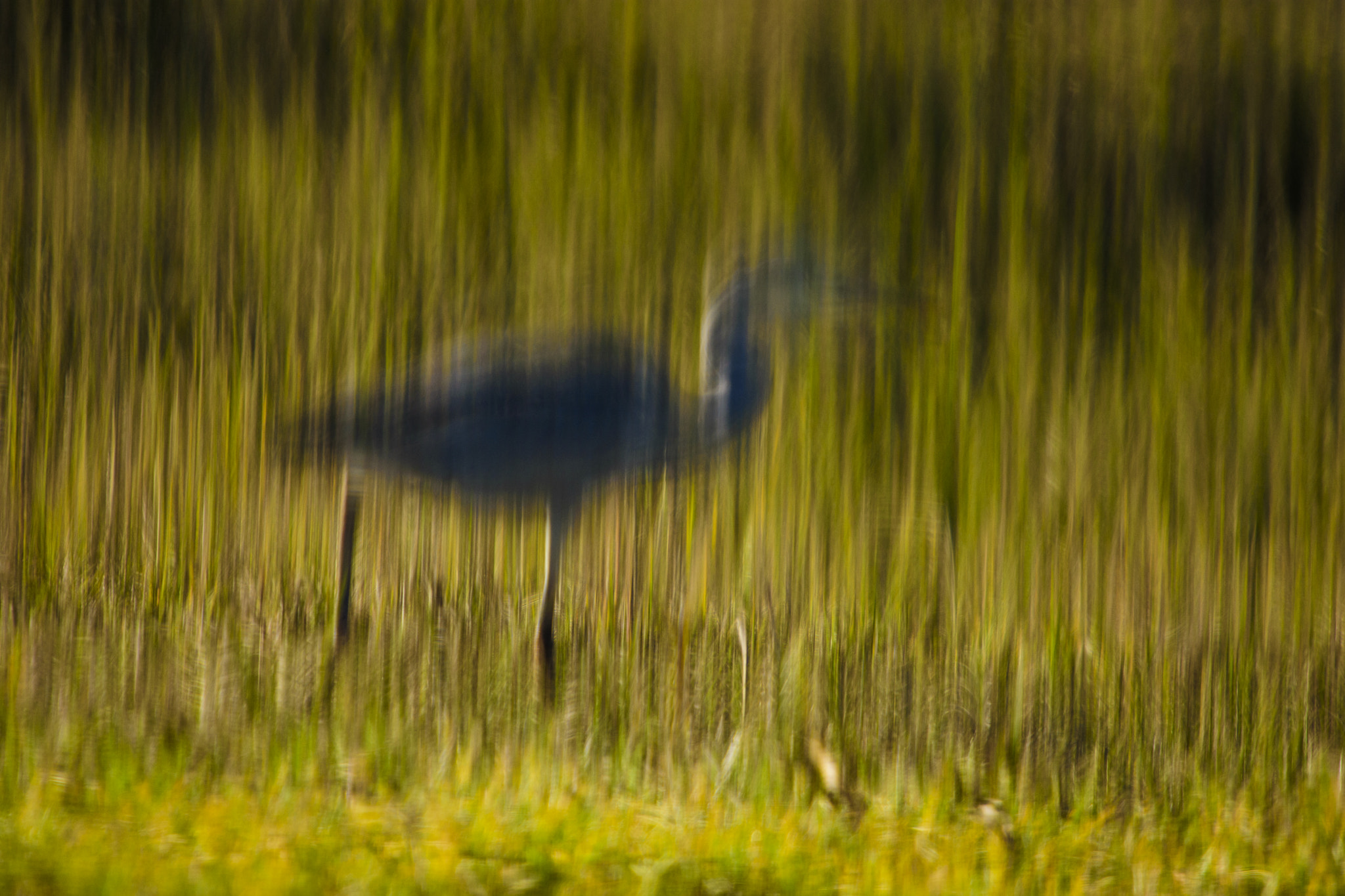 Sigma 50-500mm F4-6.3 EX APO RF HSM sample photo. Impressionism heron photography