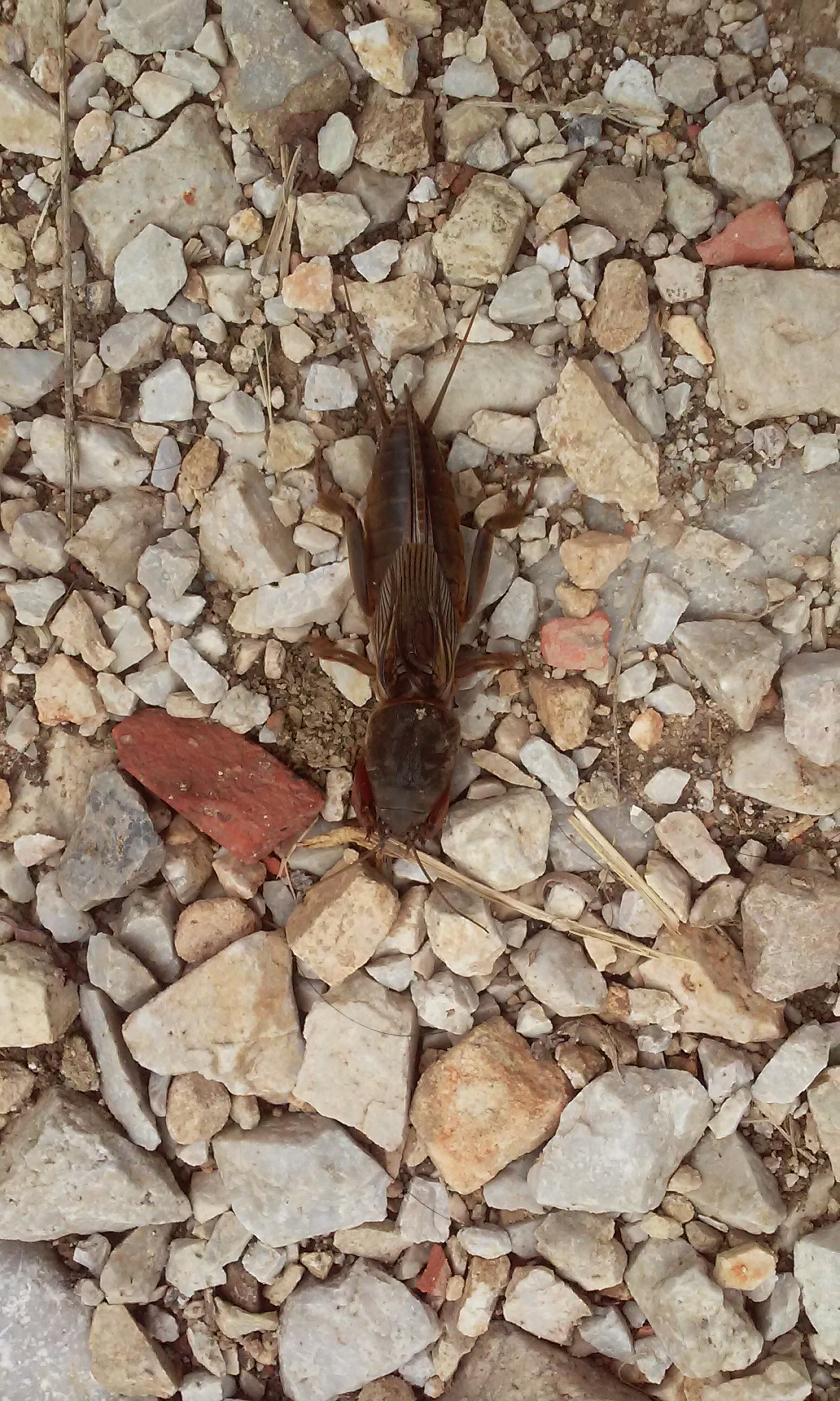LG L70 sample photo. Beautiful beetle photography