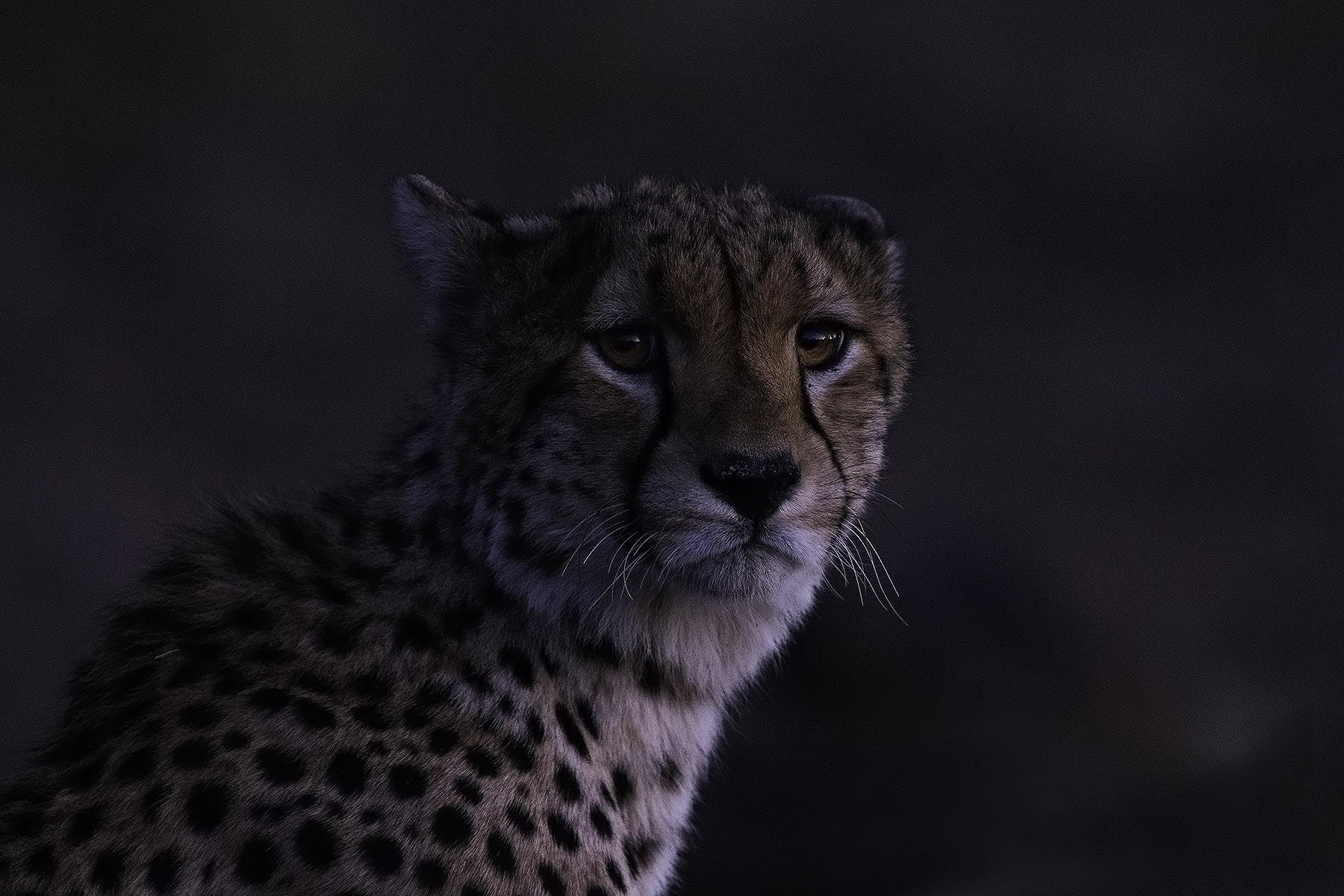 Canon EOS-1D X + Canon EF 600mm F4L IS II USM sample photo. Late afternoon cheetah photography
