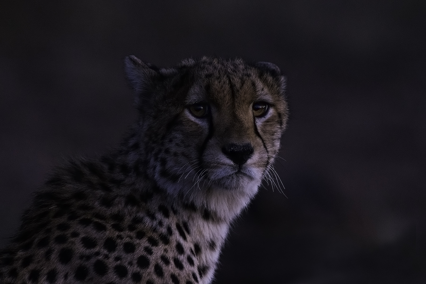 Canon EF 600mm F4L IS II USM sample photo. Late afternoon cheetah photography