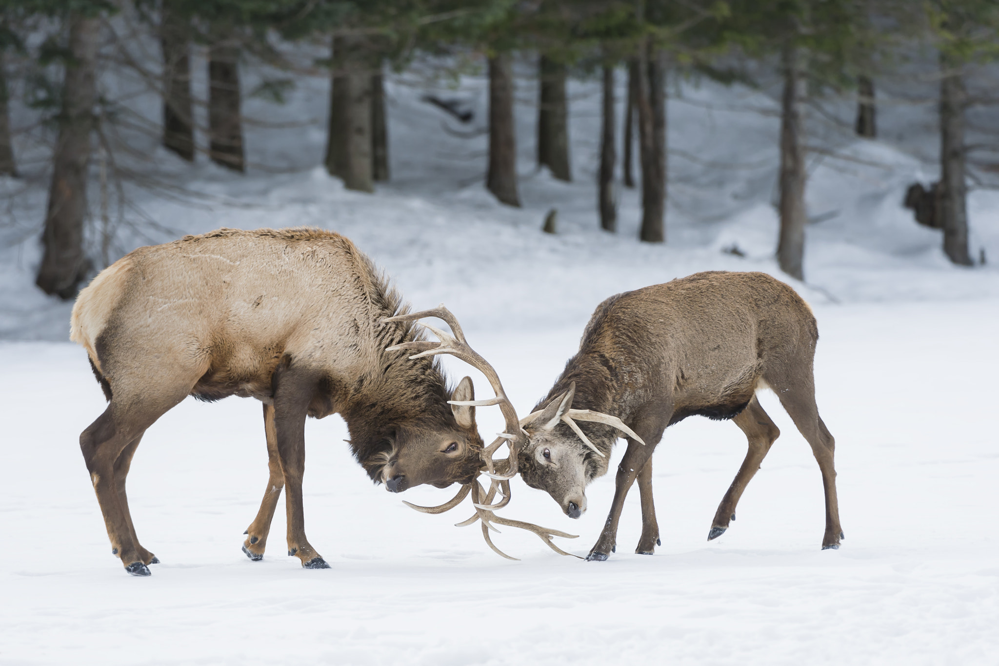 Nikon D4 + Nikon AF-S Nikkor 200-400mm F4G ED-IF VR sample photo. The clash... photography