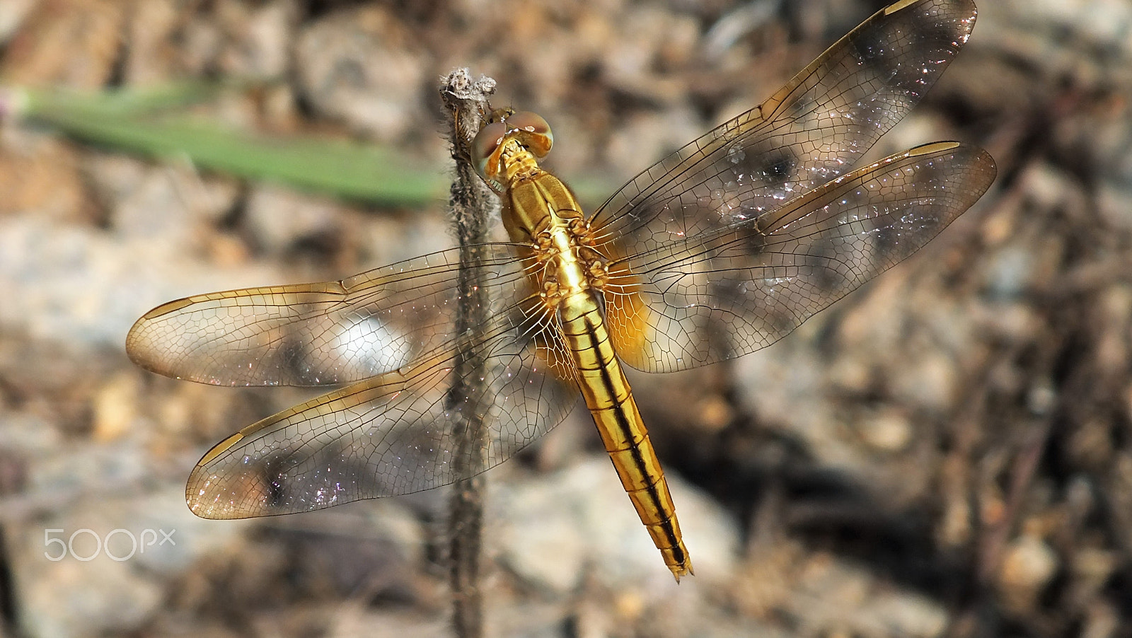 Fujifilm FinePix HS28EXR sample photo. Dragonfly photography