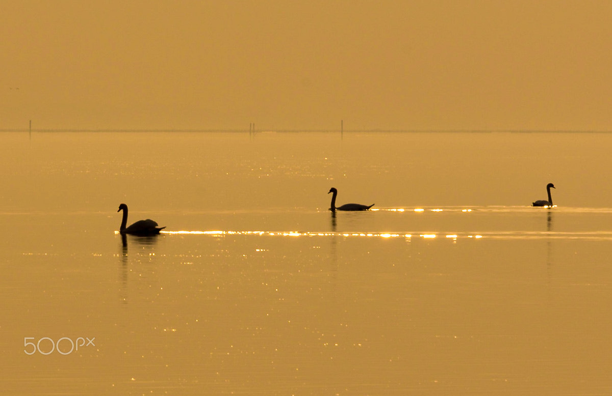 Pentax K-5 sample photo. Golden swans photography